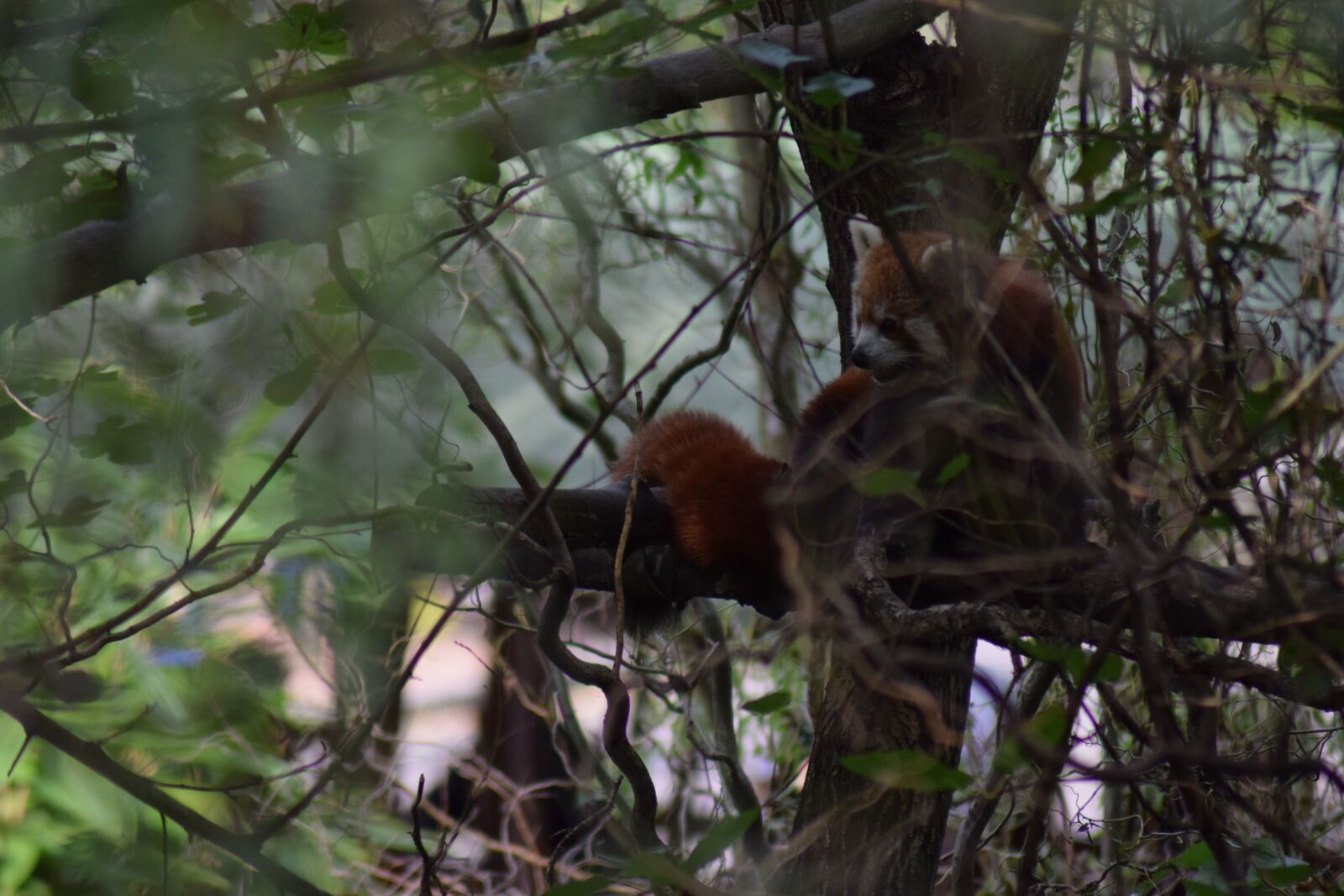 Nikon D3300 sample photo. Firefox, panda, red photography