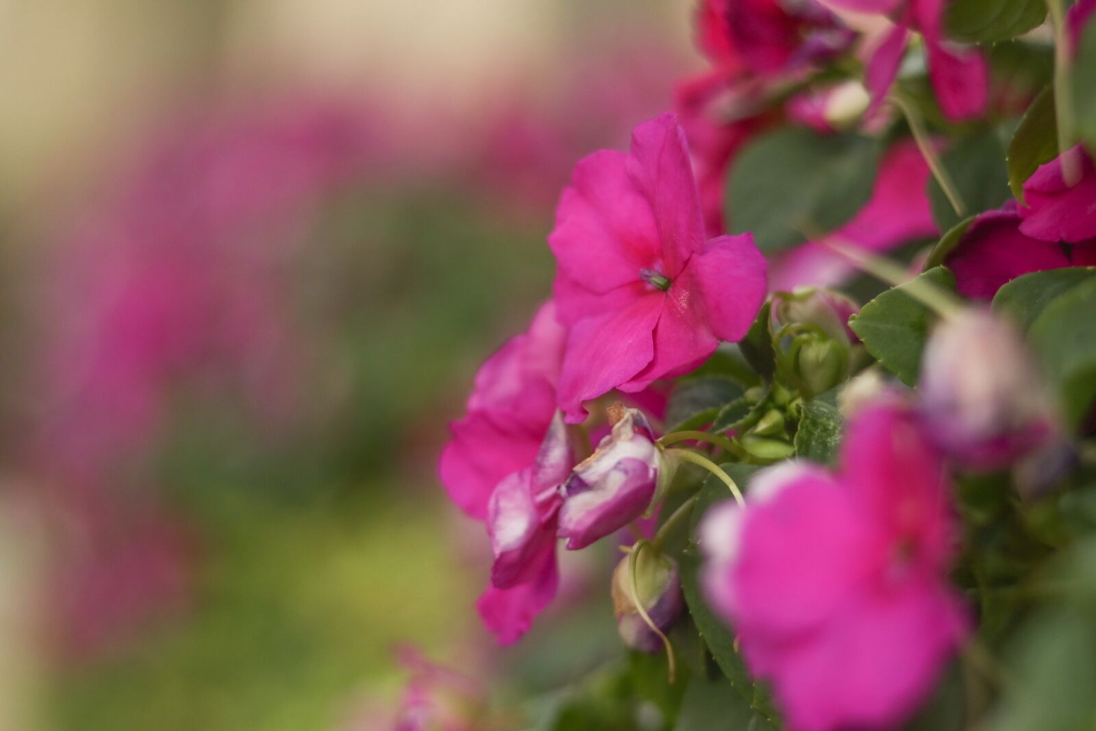 Canon EOS 80D + Canon EF 50mm F1.8 STM sample photo. Flowers, pink petals, leaves photography