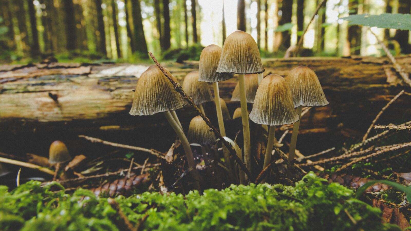 Canon EOS 650D (EOS Rebel T4i / EOS Kiss X6i) sample photo. Mushrooms, forest, autumn photography