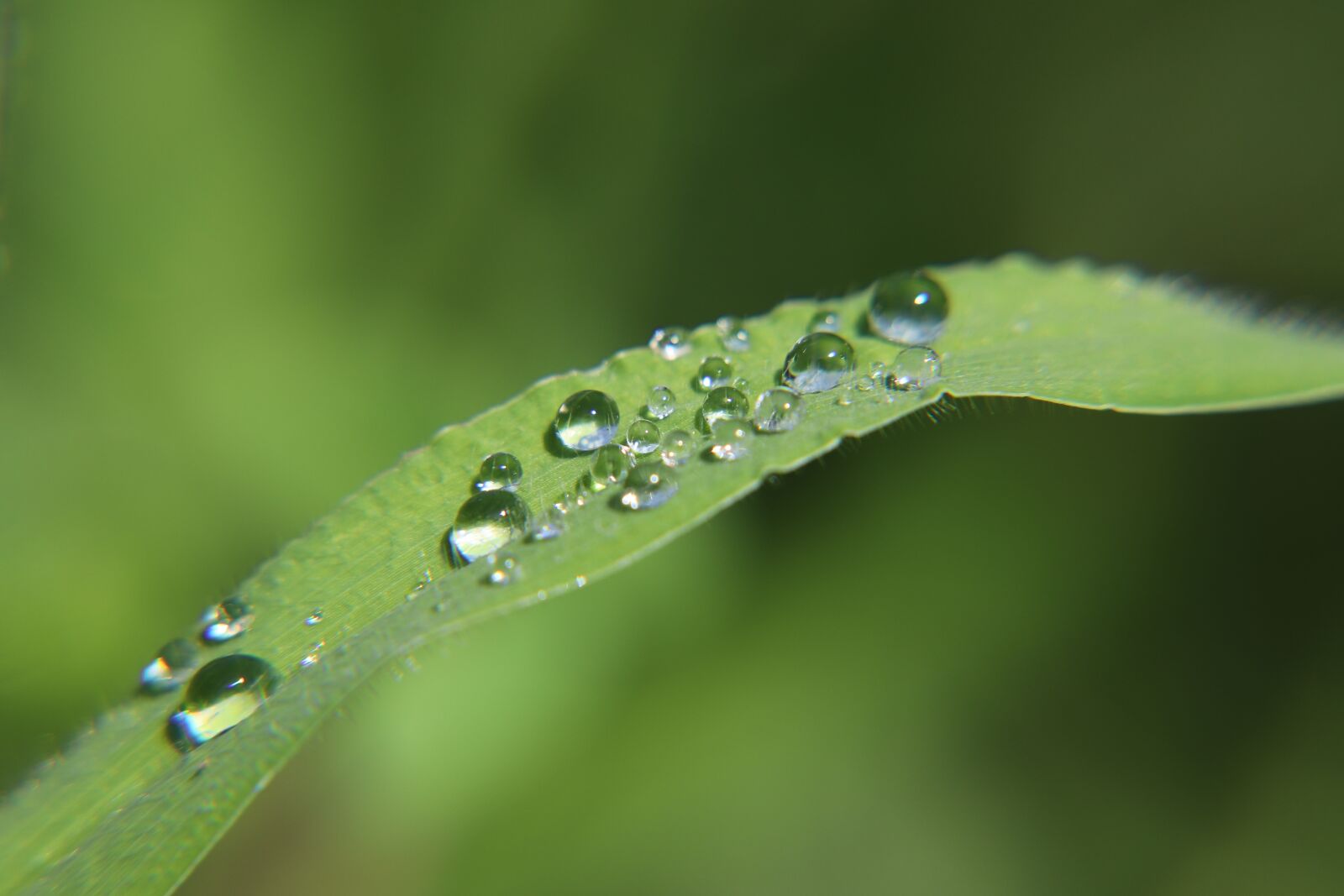 Canon EOS 200D (EOS Rebel SL2 / EOS Kiss X9) sample photo. Dewdrops, dew, leaf photography