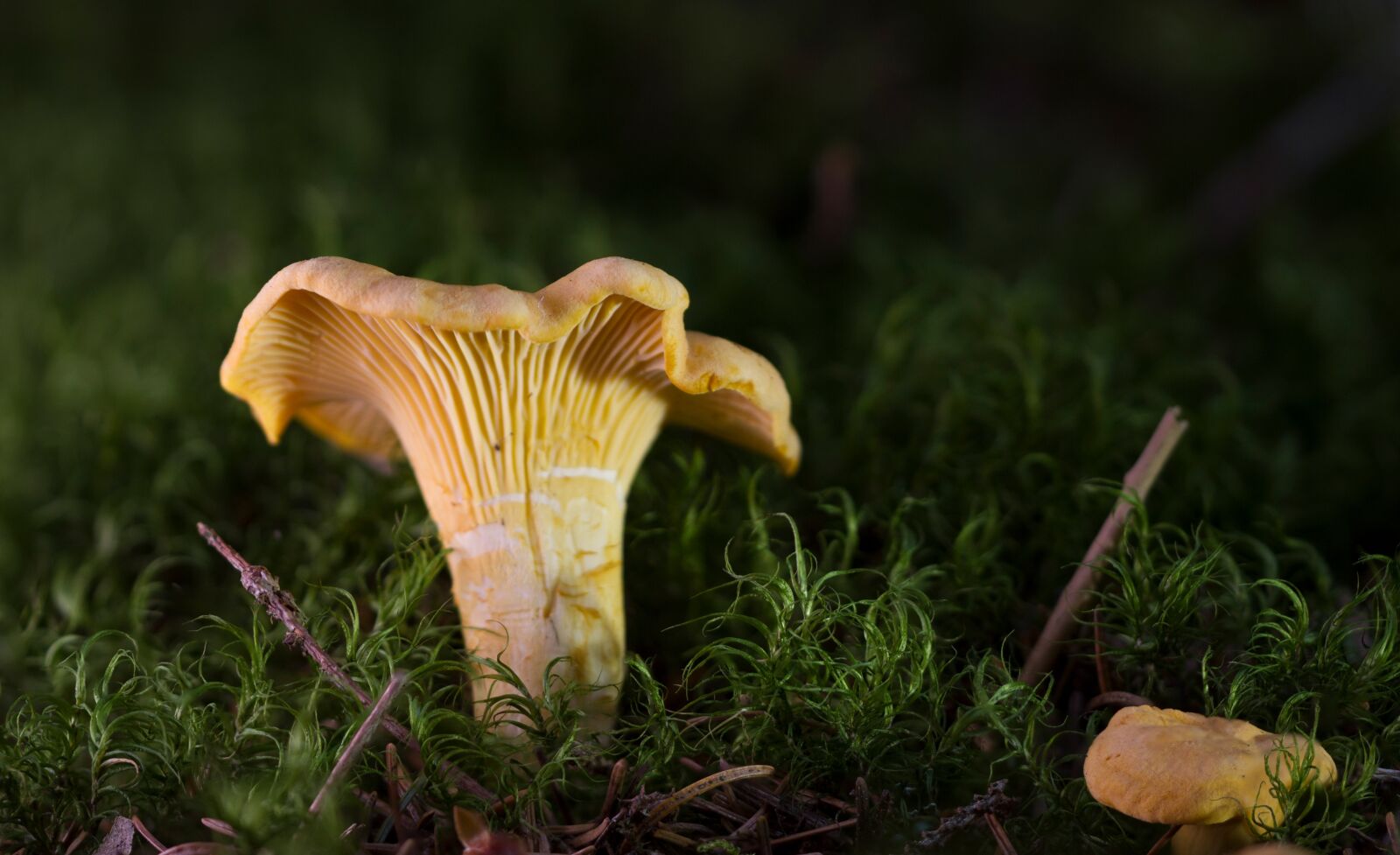 Canon EOS 7D sample photo. Chanterelle, mushroom, egg sponge photography