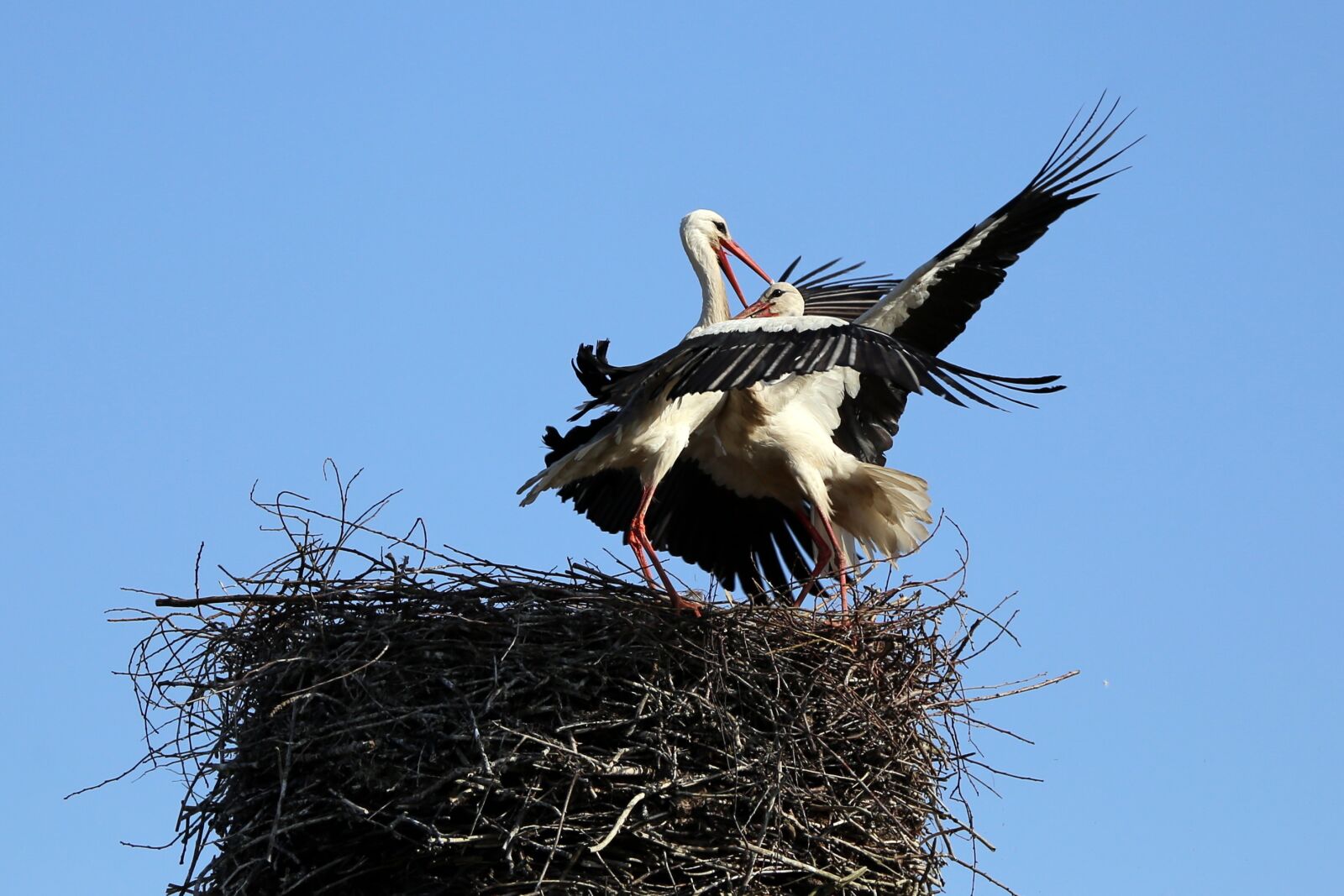 Canon EOS 6D + Canon EF 70-300mm F4-5.6L IS USM sample photo. Stork, bird, the battle photography