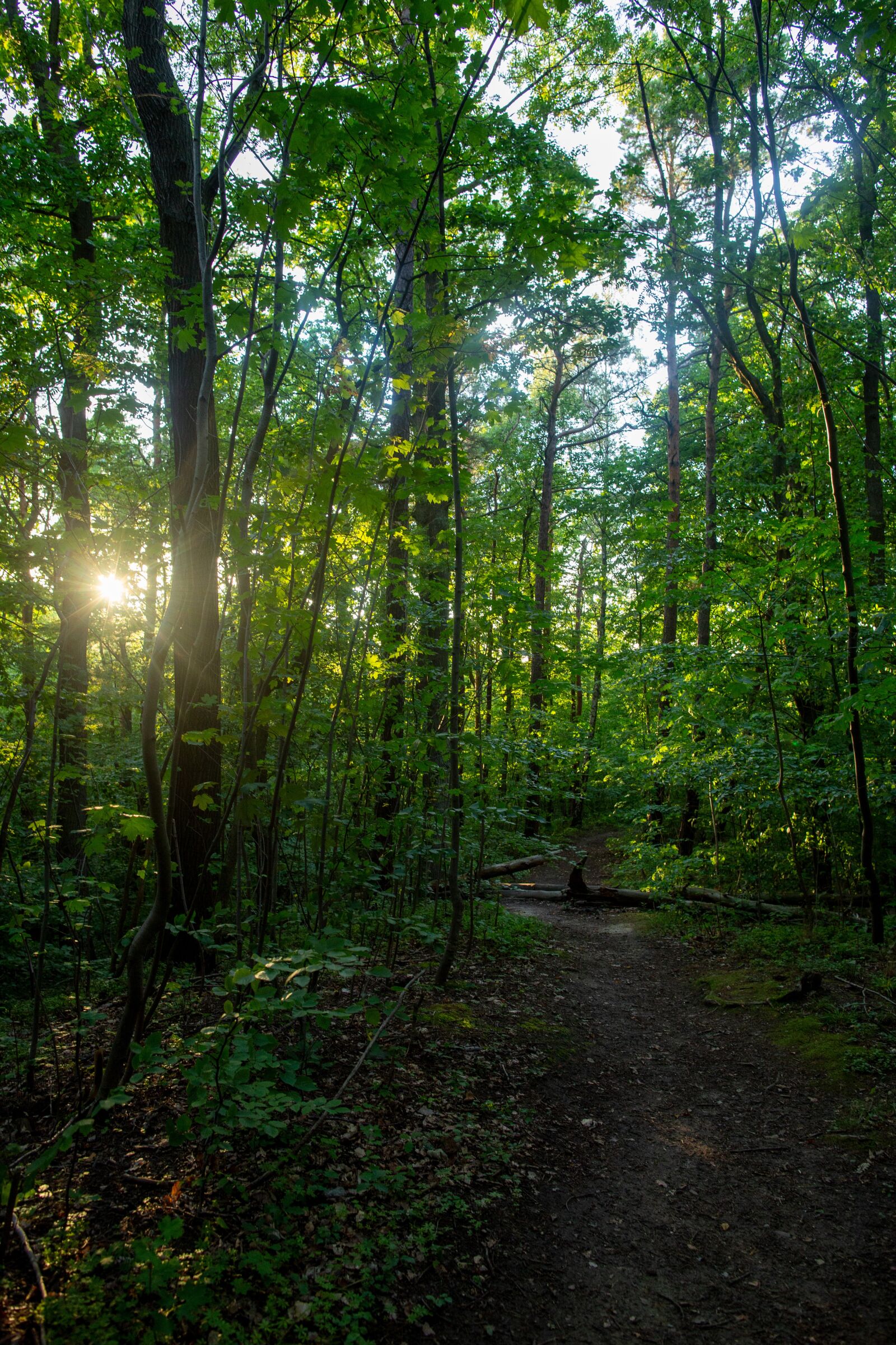 Canon EF 24mm F1.4L II USM sample photo. Forest, sunset, trees photography