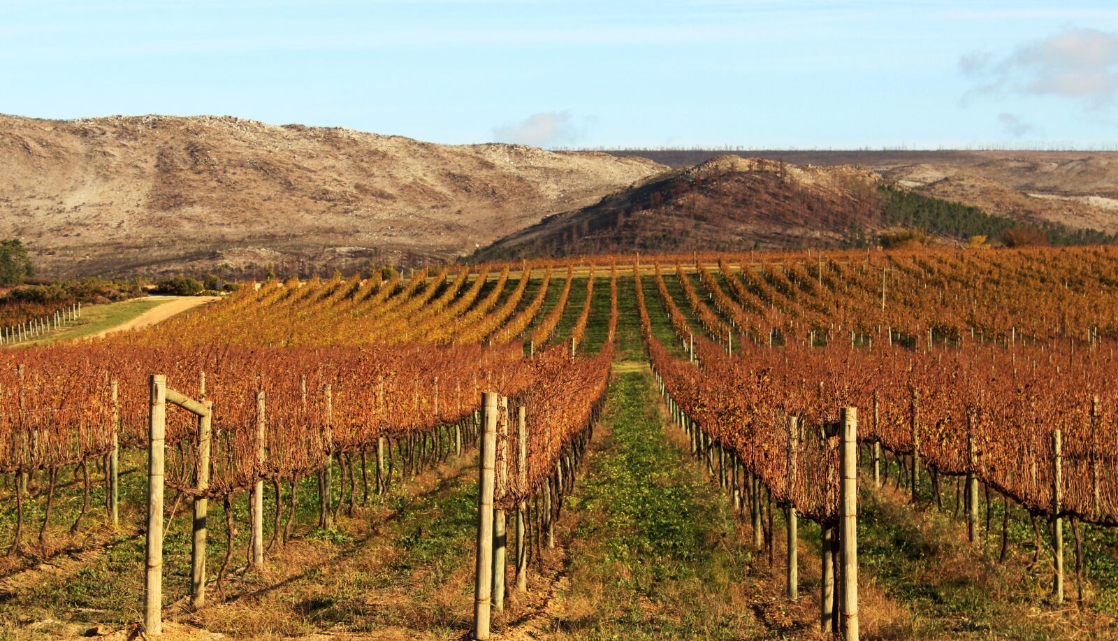Canon EOS 600D (Rebel EOS T3i / EOS Kiss X5) sample photo. Vineyard, agriculture, nature photography