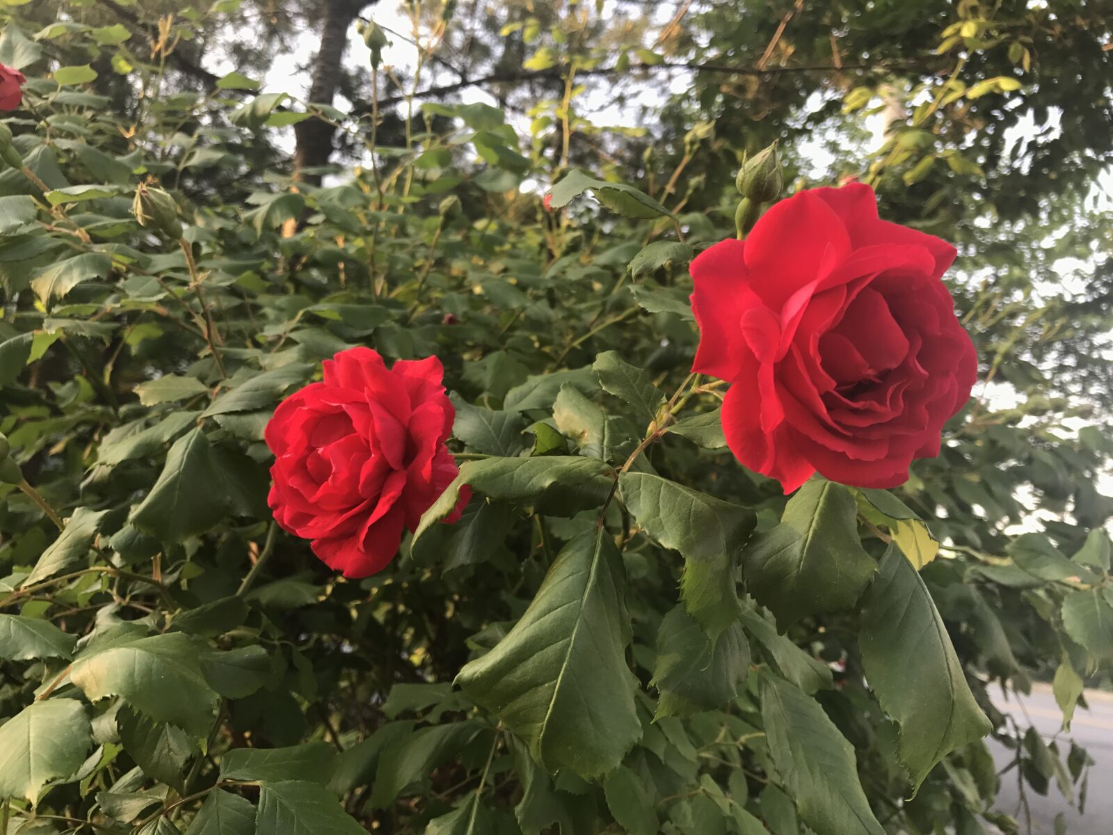 Apple iPhone 7 sample photo. Flowers, red, random photography