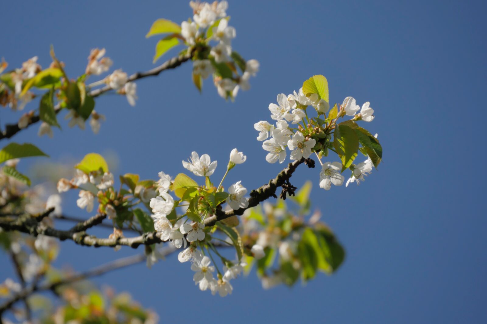 Panasonic Lumix DMC-GX8 sample photo. Cherry blossom, cherry, flowers photography