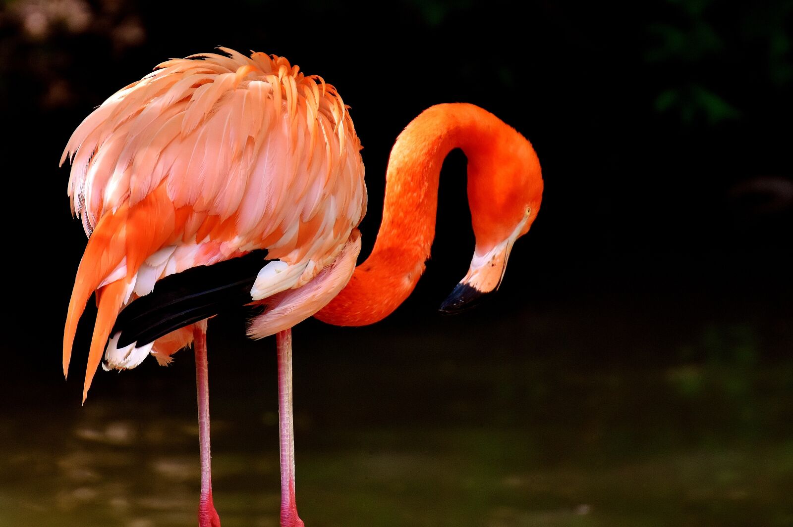 Nikon D7200 sample photo. Flamingo, birds, water bird photography