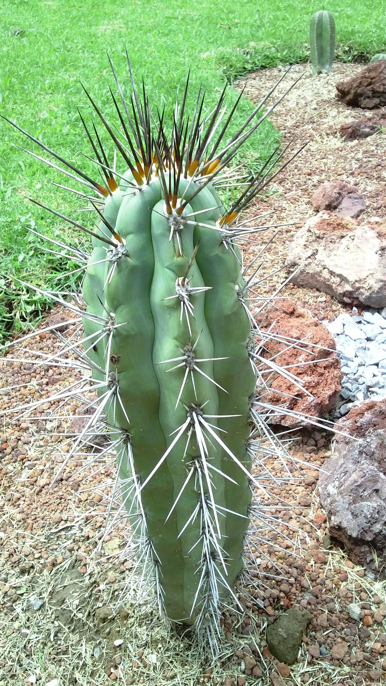 LG OPTIMUS L9 sample photo. Garden, cactus, nature photography