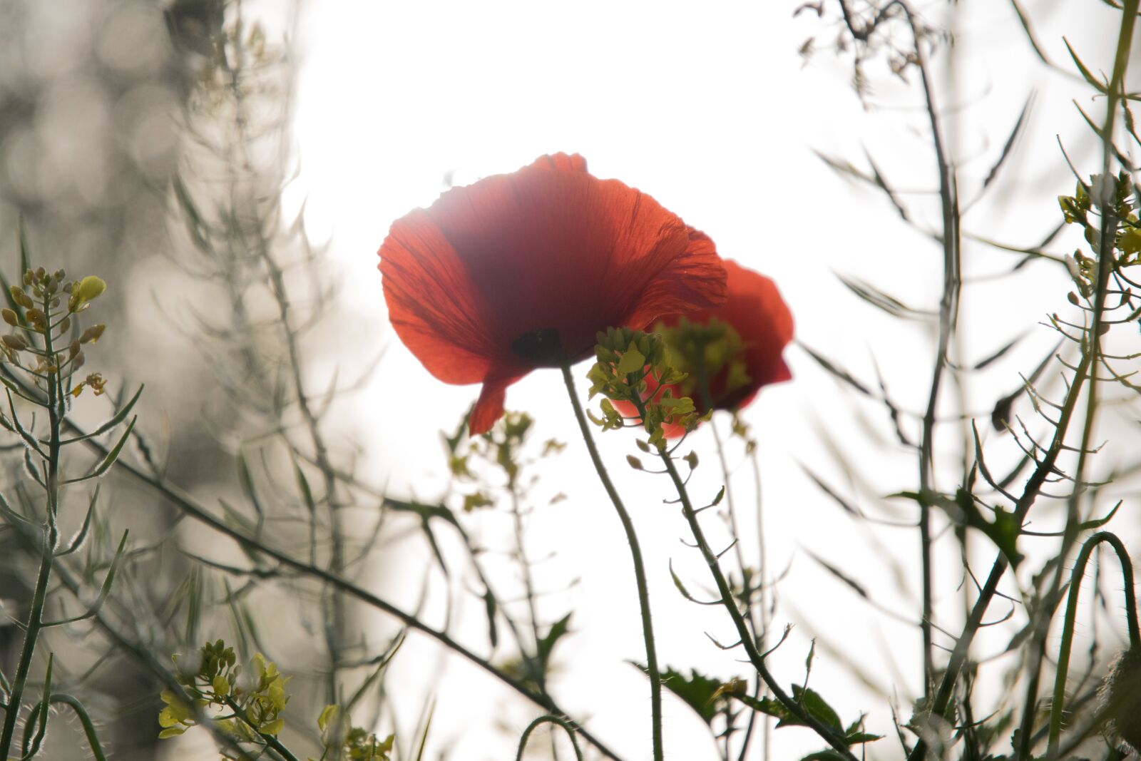 Nikon D5300 sample photo. Poppy, spring, field photography