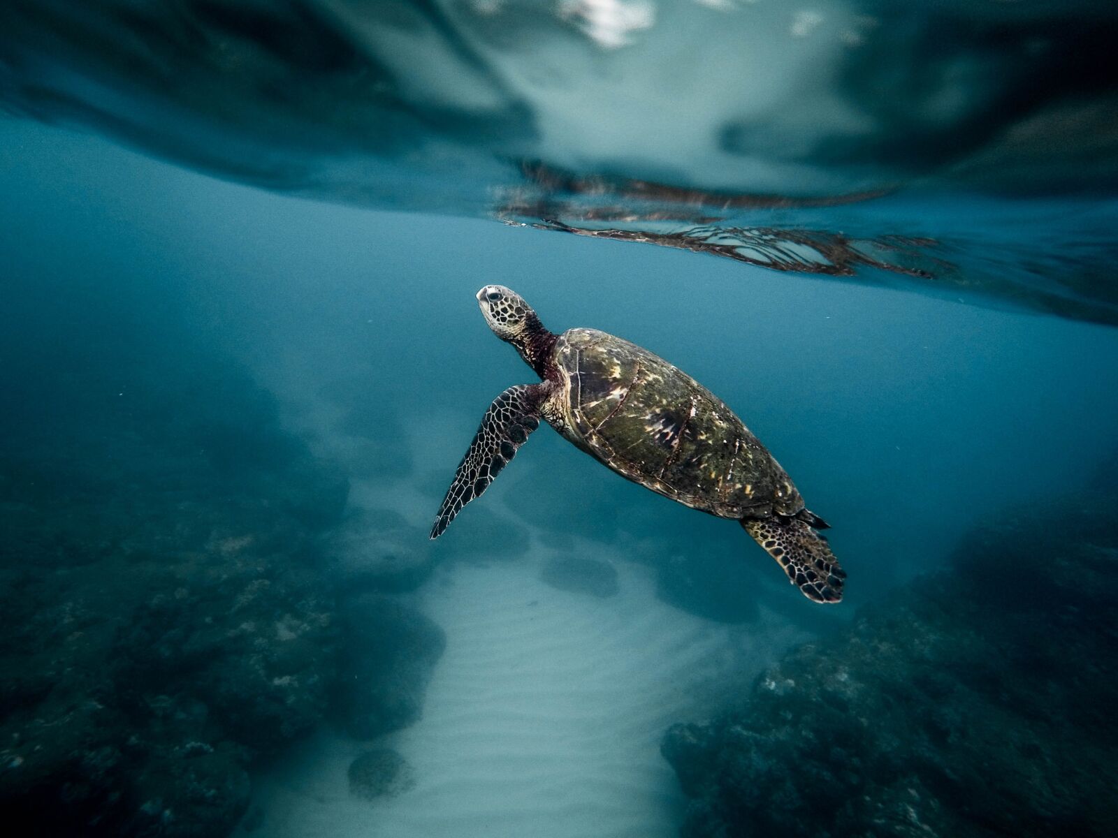 GoPro HERO4 Silver sample photo. Animal, turtle, aquatic photography