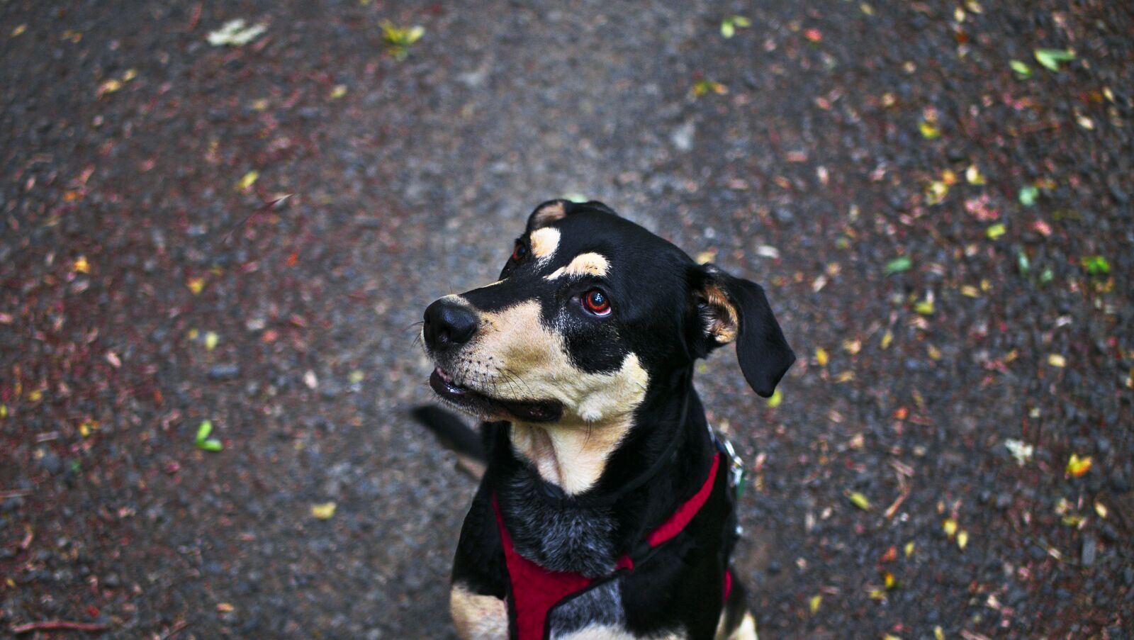 Panasonic Lumix DMC-G7 sample photo. Dog, amstaff, animal photography