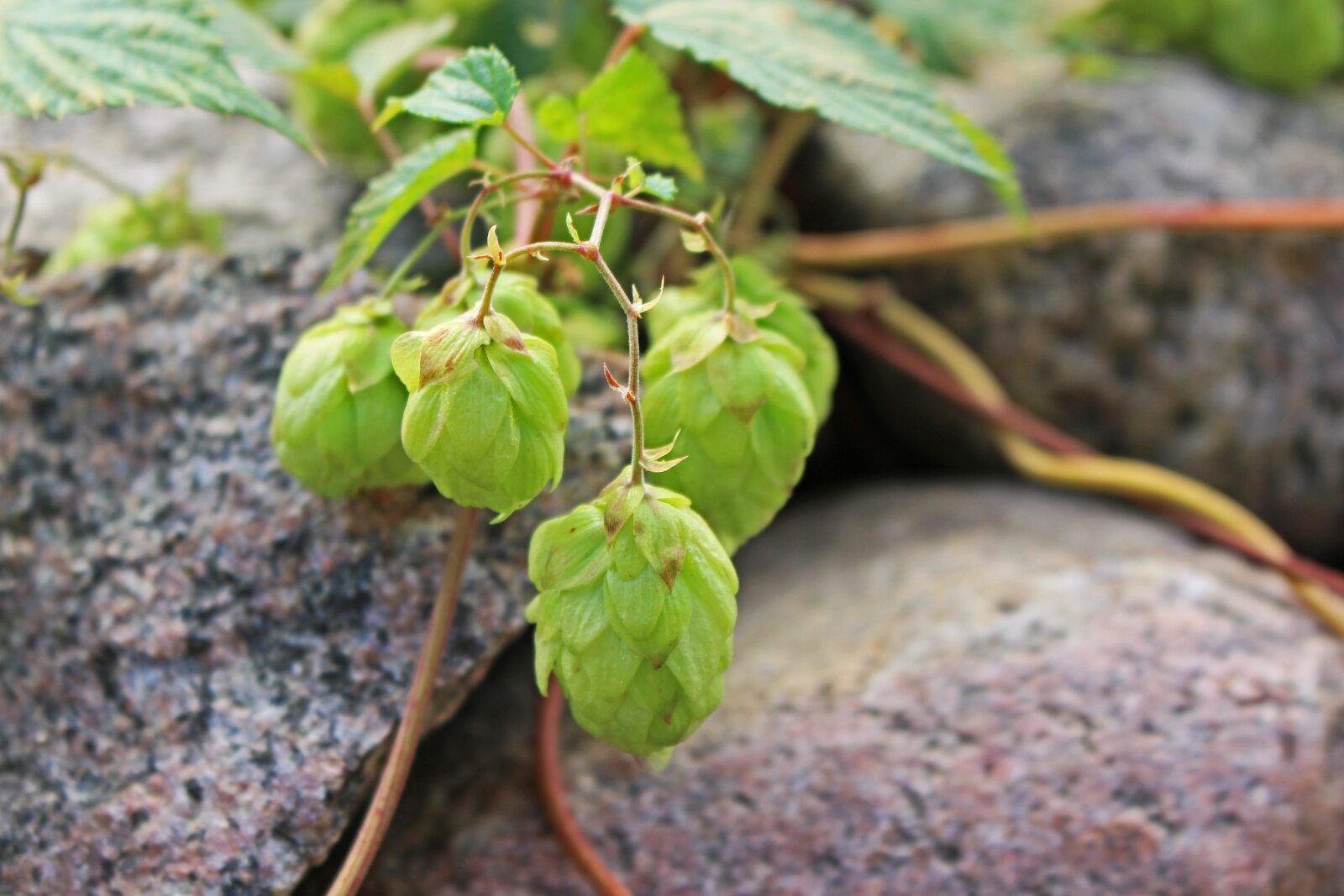 Canon EOS 700D (EOS Rebel T5i / EOS Kiss X7i) sample photo. Hops, hemp plant, medicinal photography