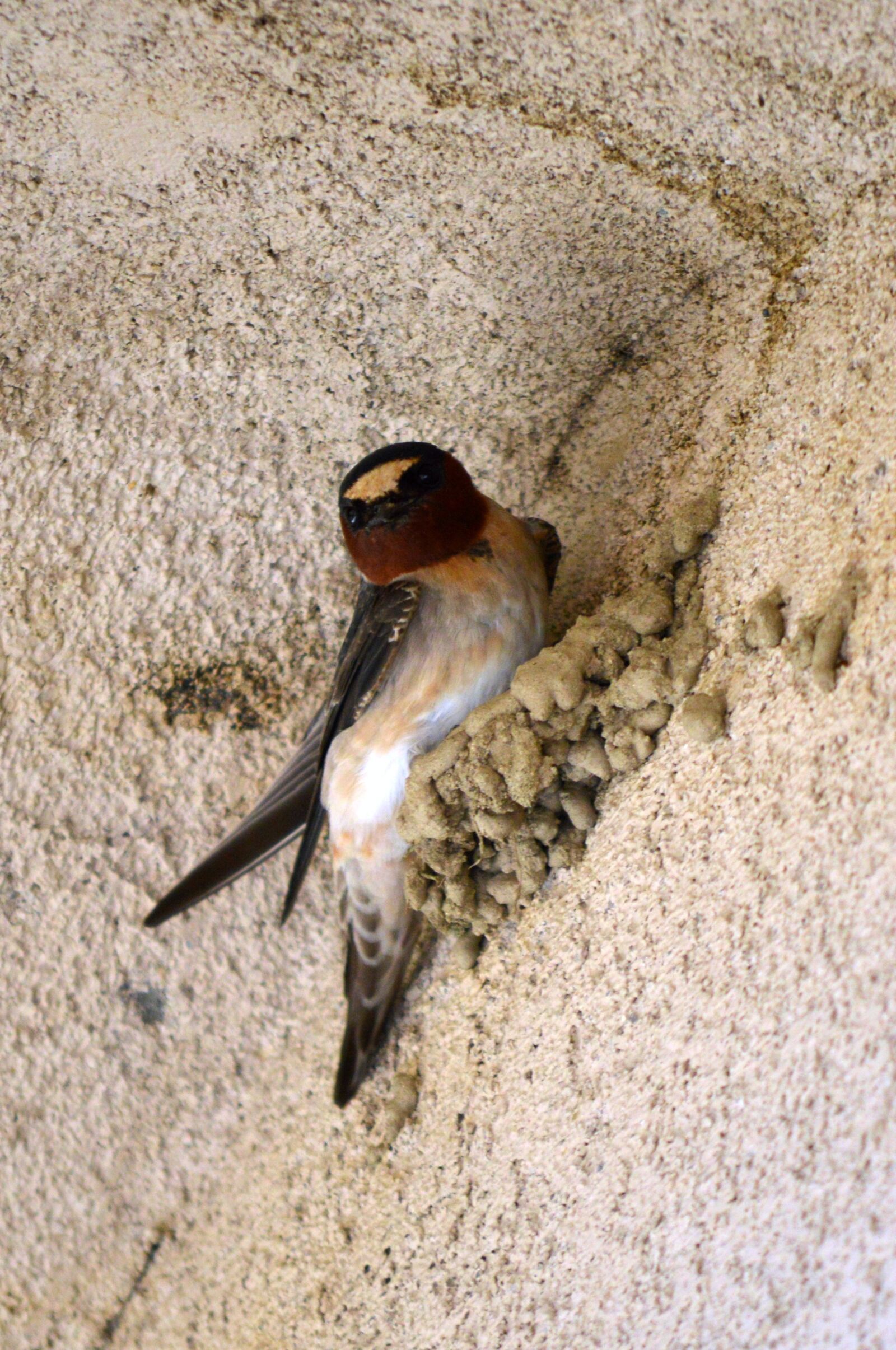 Nikon D3200 sample photo. Swallow, cliff swallow, bird photography