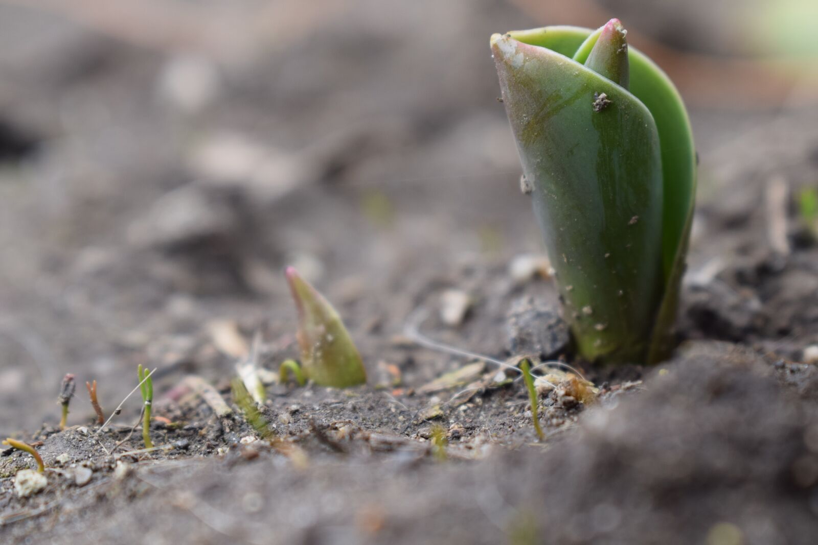 Nikon D5300 sample photo. Spring, tulip, nature photography