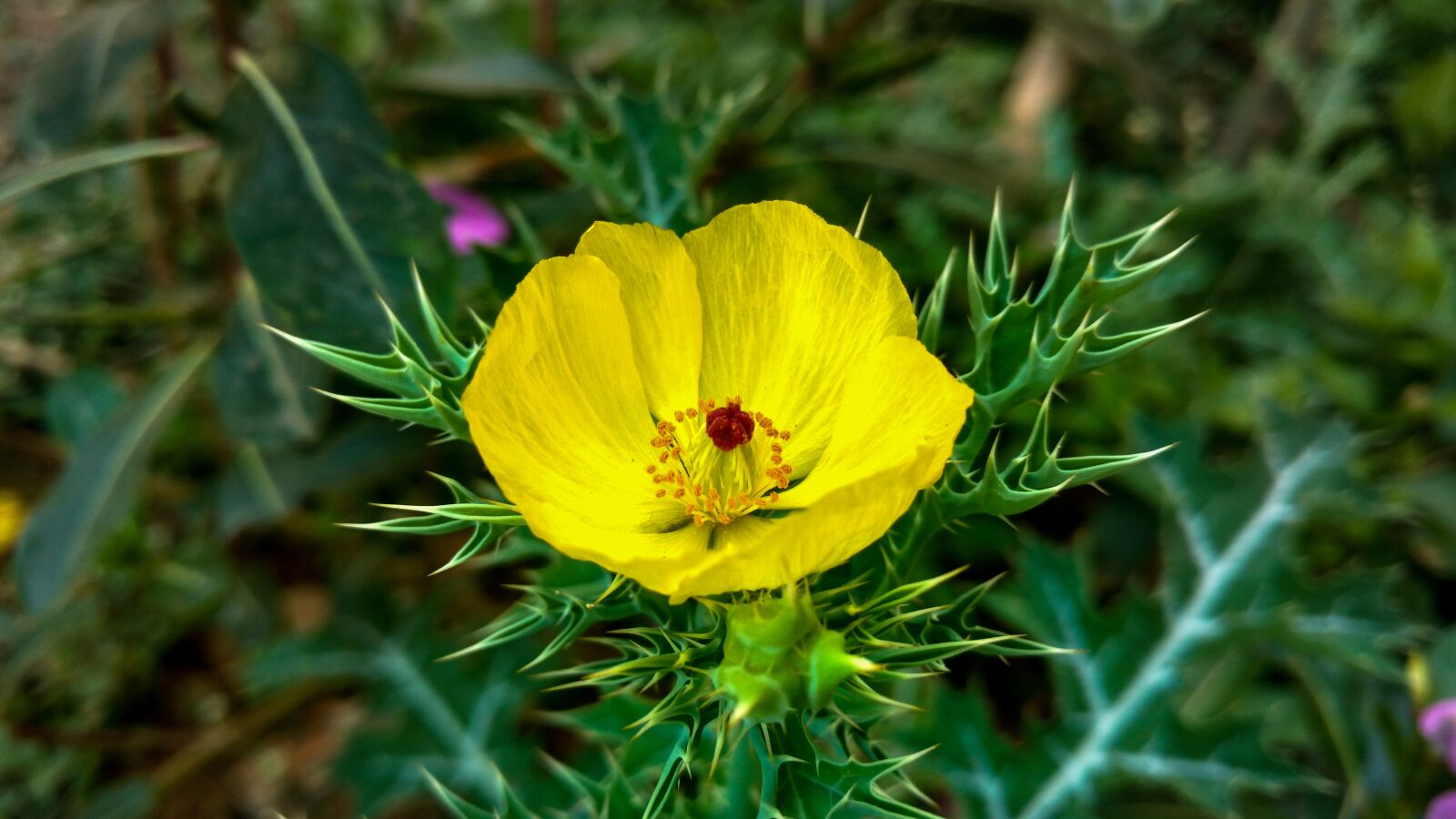Motorola Moto X Play sample photo. Nature, flower, leaf photography