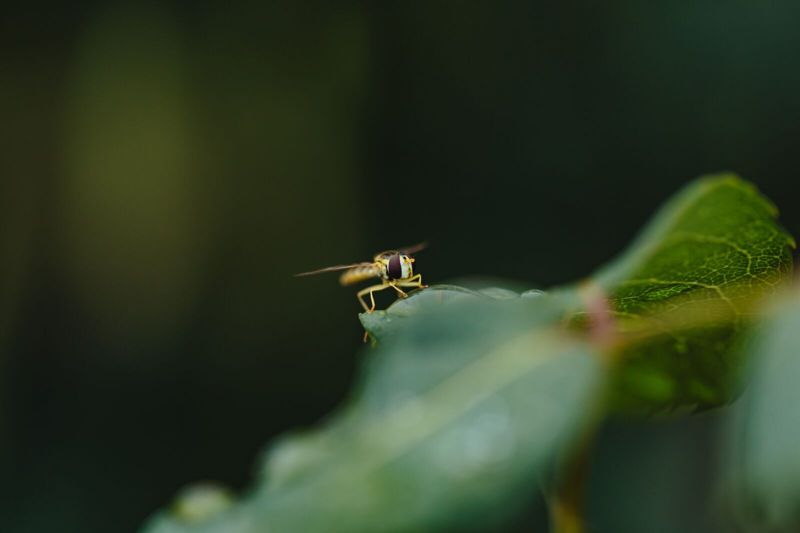 Canon EF 100mm F2.8 Macro USM sample photo. Blurry, wasp, bug, insect photography