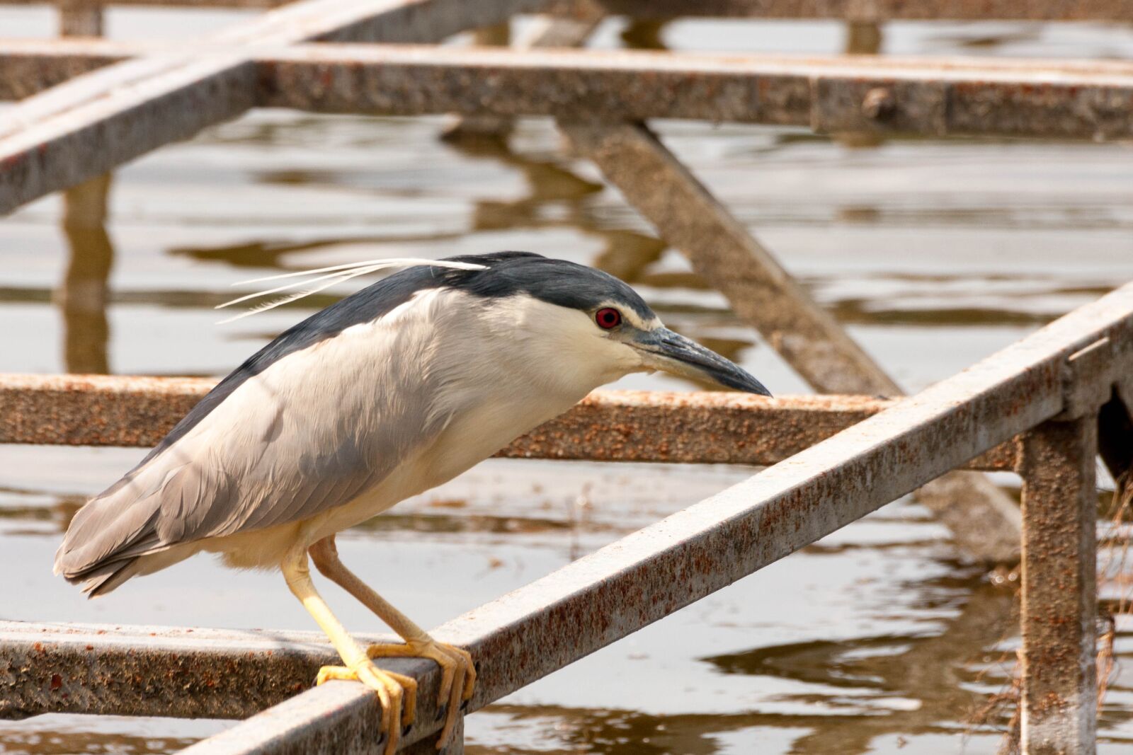 Canon EOS 40D sample photo. Night heron, bird, nature photography