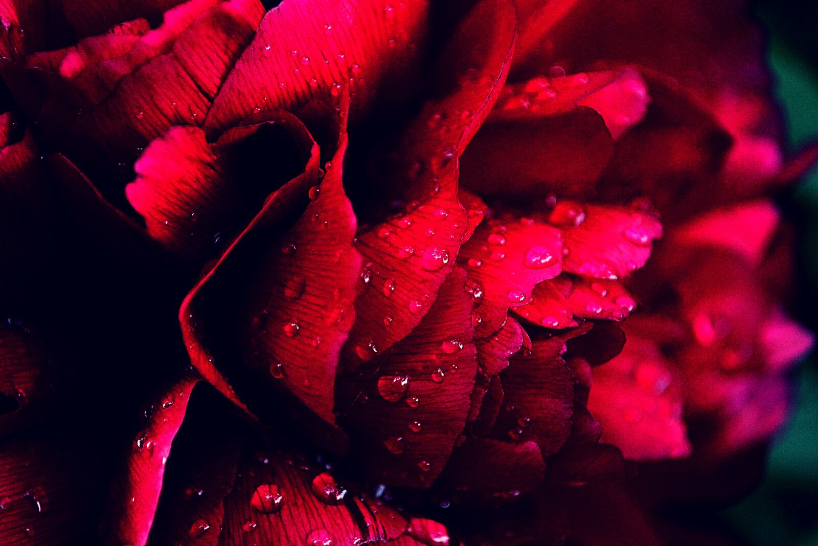 Nikon D3100 sample photo. Peony, flower, waterdrop photography