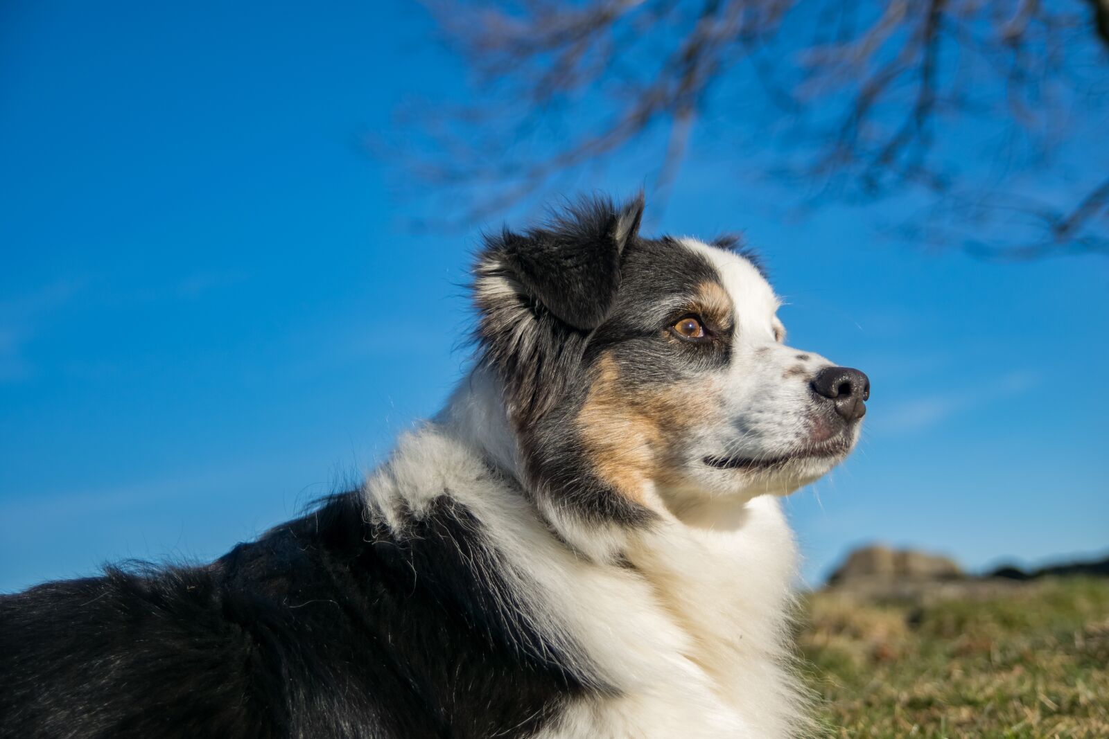 Nikon D5300 sample photo. Dog, berger, australian photography
