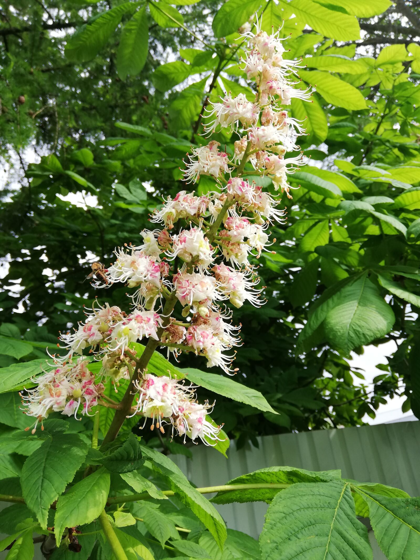 HUAWEI P20 lite sample photo. Chestnut, blooms, day photography