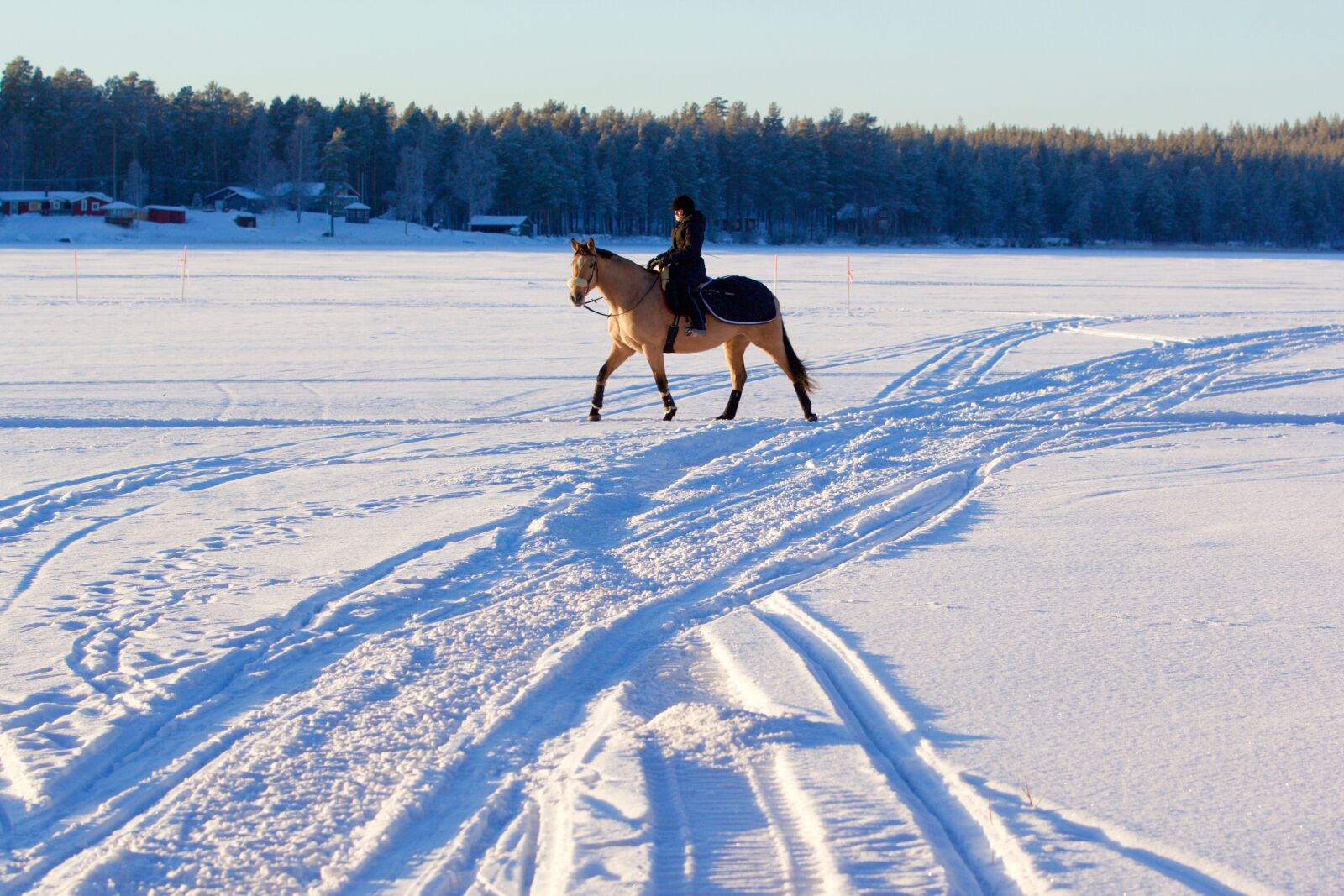 Canon EOS 60D sample photo. Horse, snow, winter landscape photography