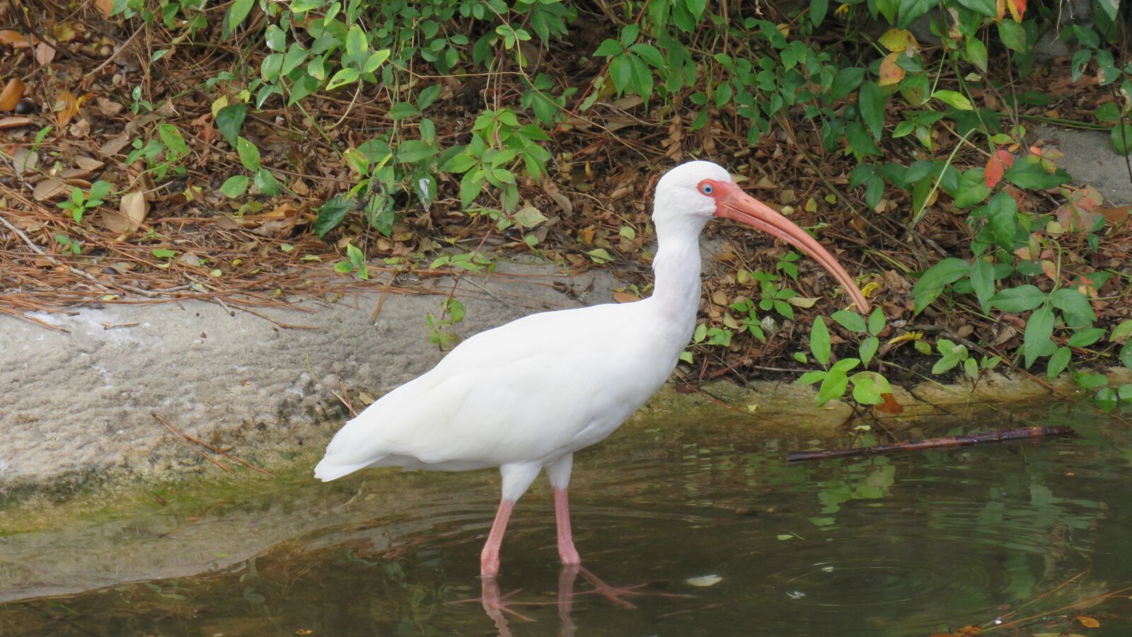 Canon PowerShot SX60 HS sample photo. Bird, ave, animals photography