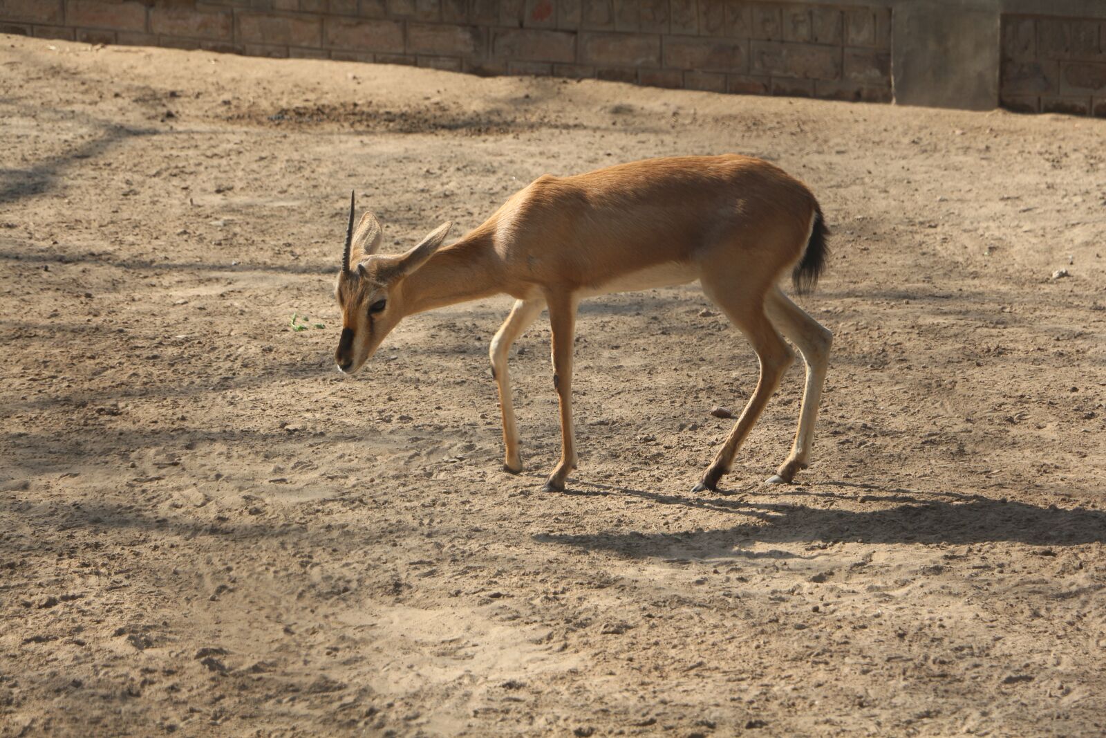 Canon EOS 700D (EOS Rebel T5i / EOS Kiss X7i) sample photo. Mammal, wildlife, deer photography