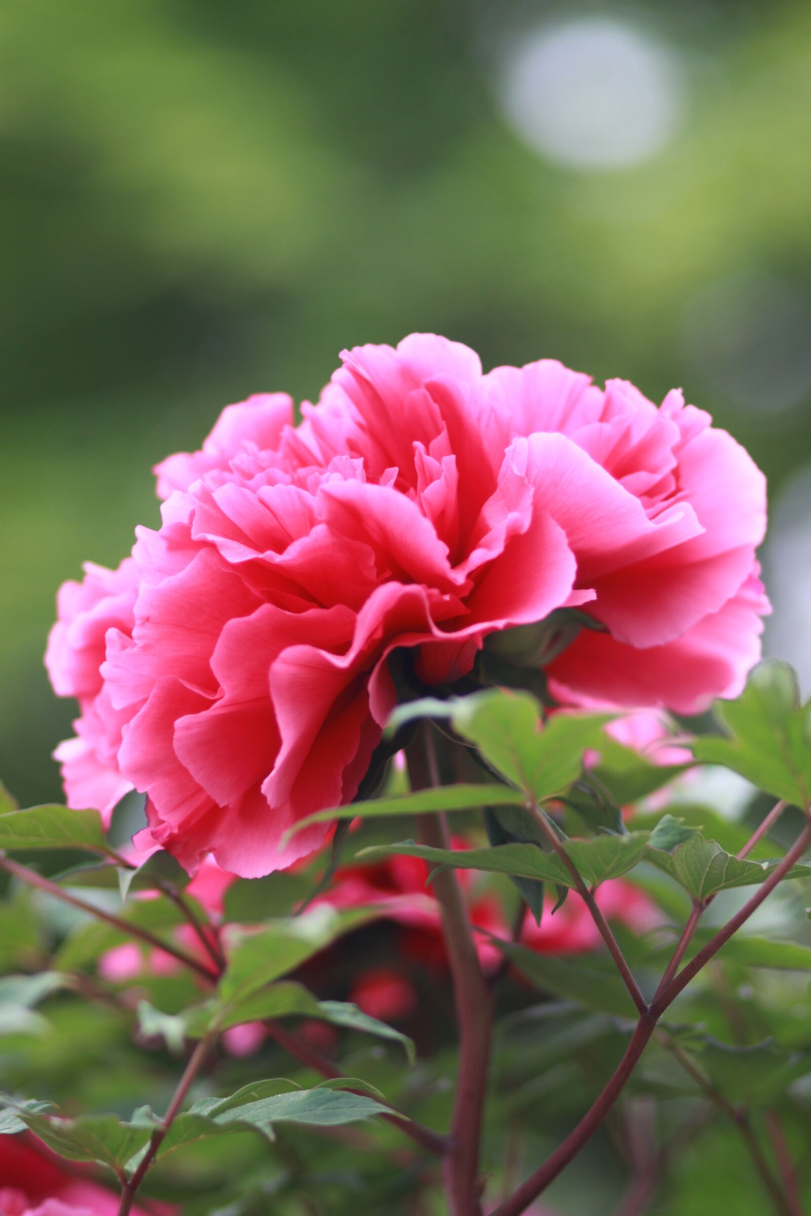 Canon EOS 500D (EOS Rebel T1i / EOS Kiss X3) sample photo. Nature, plants, flowers photography