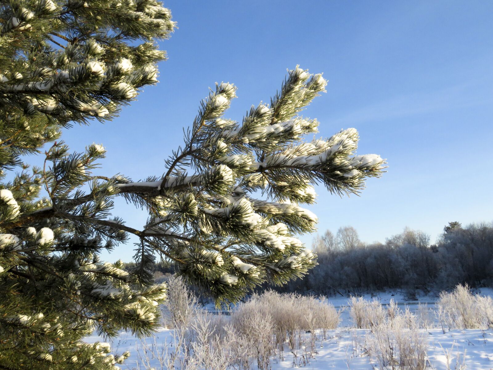 Canon PowerShot SX60 HS sample photo. Pine, branch, snow photography