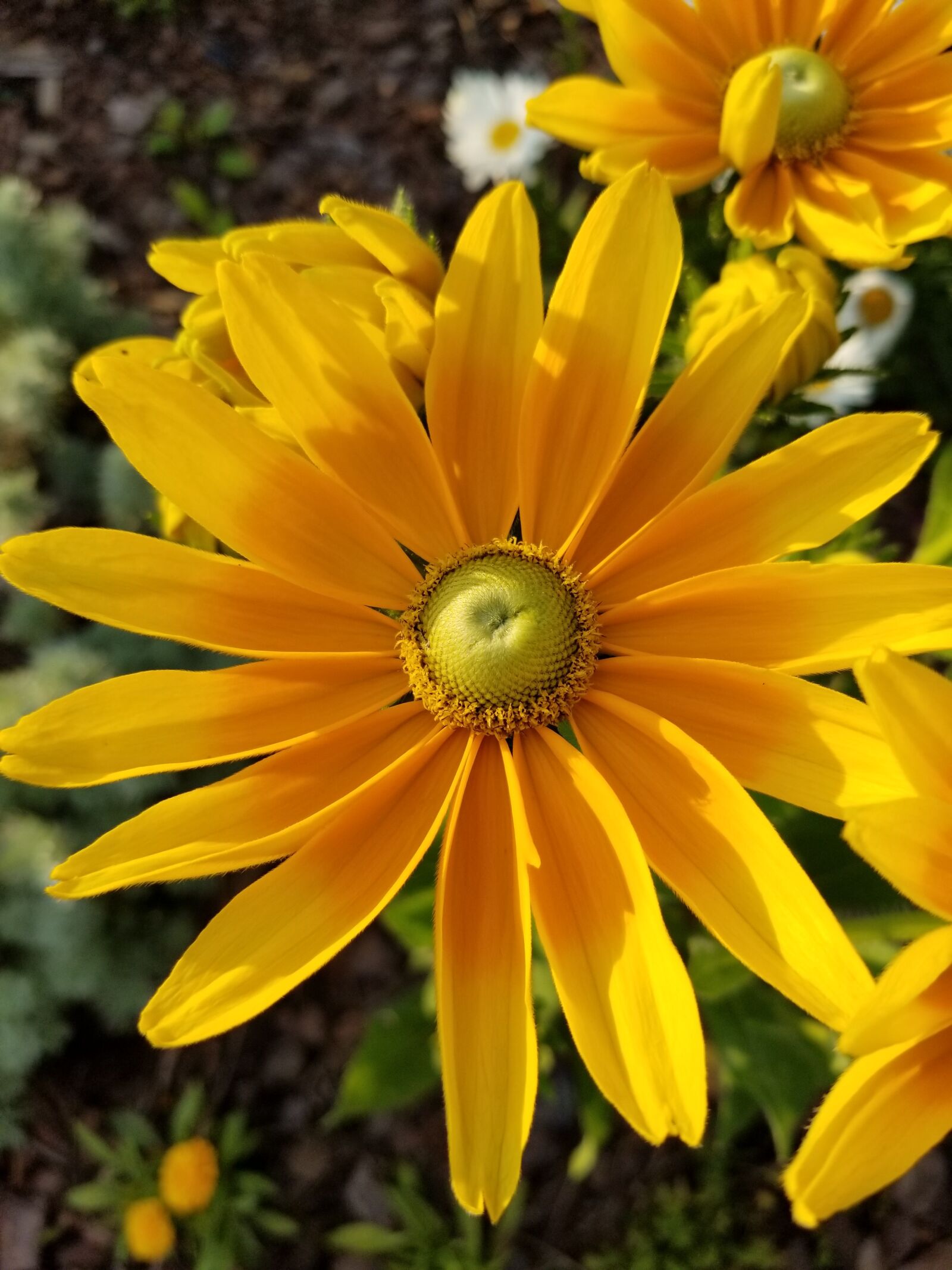 Samsung Galaxy S8 sample photo. Horticulture, botany, green eyes photography