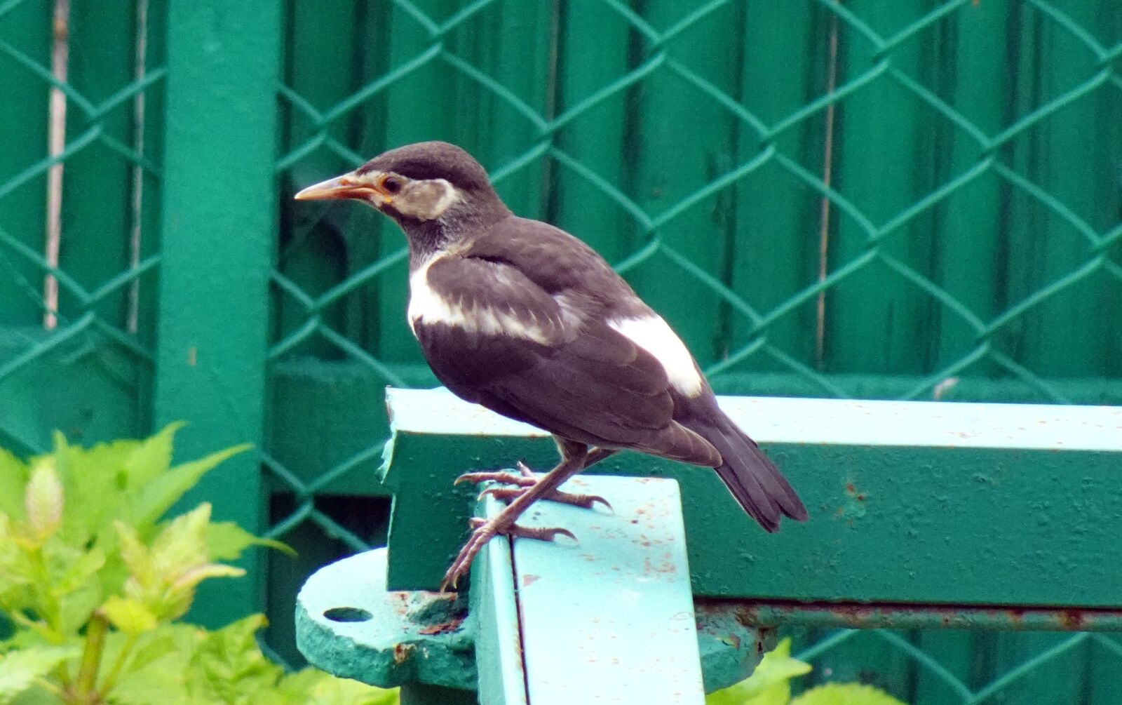 Sony DSC-WX800 sample photo. Bird, pied myna, juvenile photography