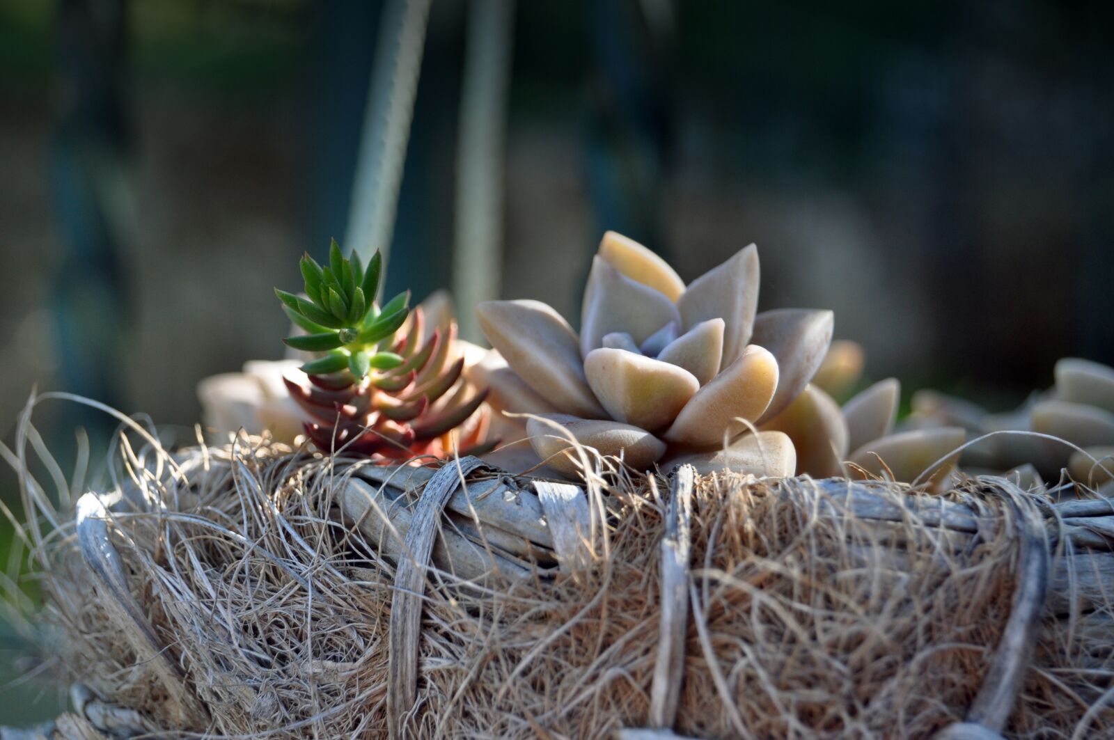 Nikon D5000 sample photo. Succulent, nest, gardening photography