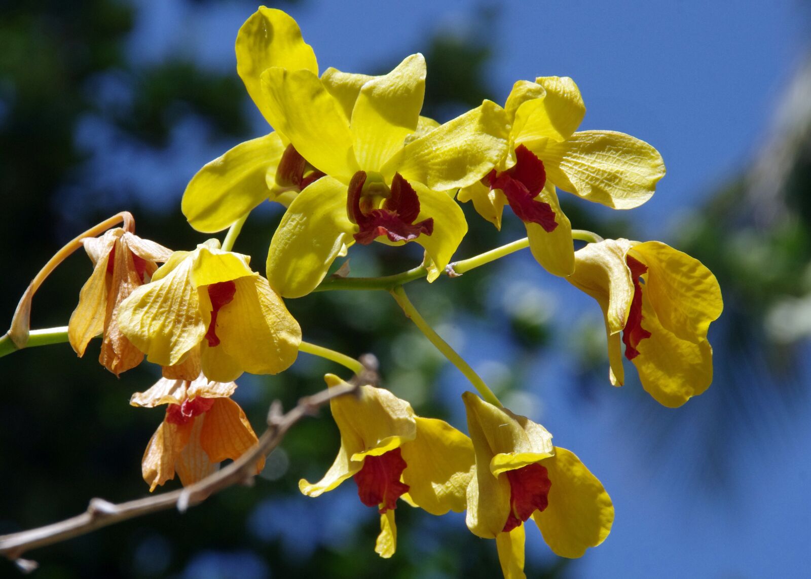 Pentax K-5 sample photo. Orchid, epiphyte, flower photography
