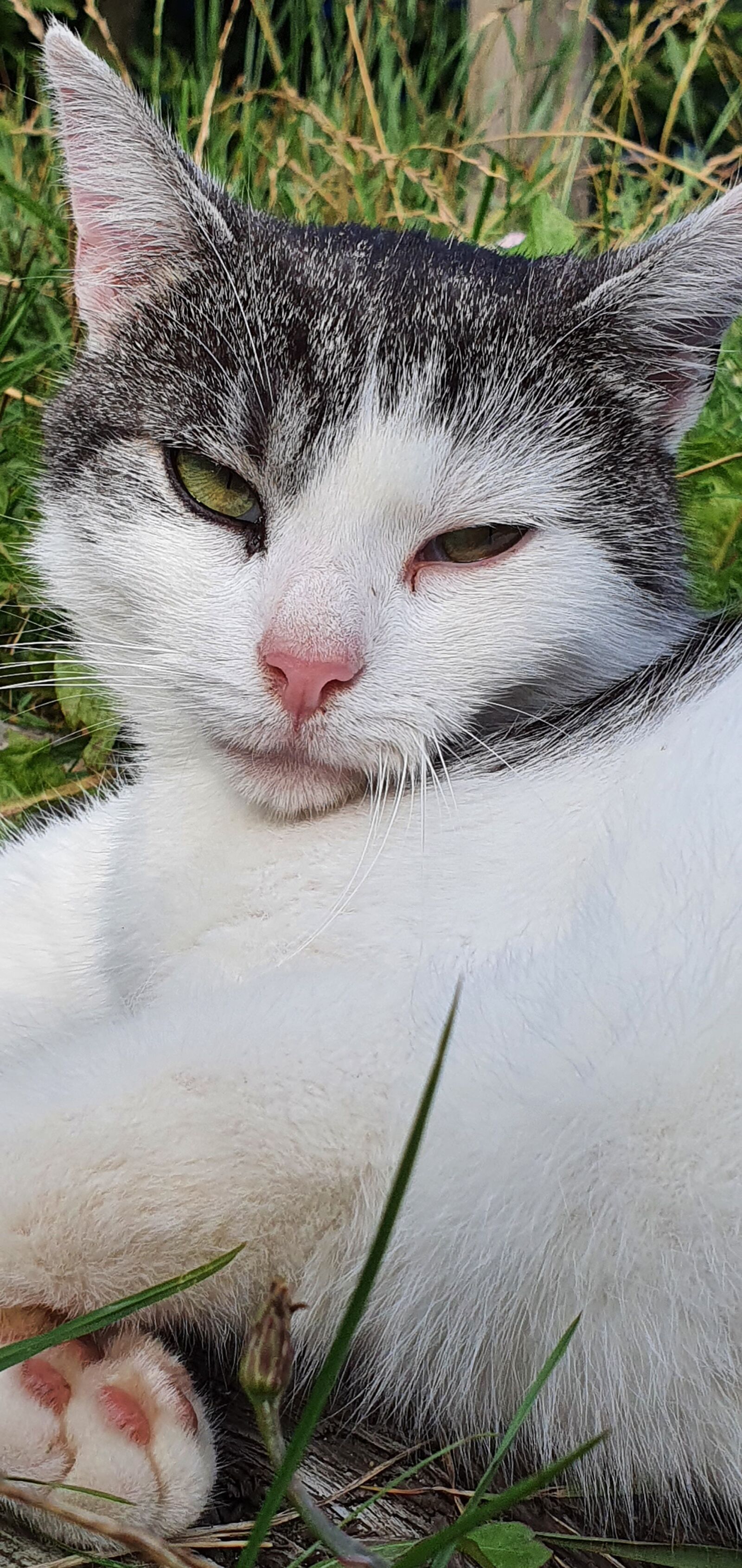 Samsung Galaxy S10+ sample photo. Cat, close up, eyes photography