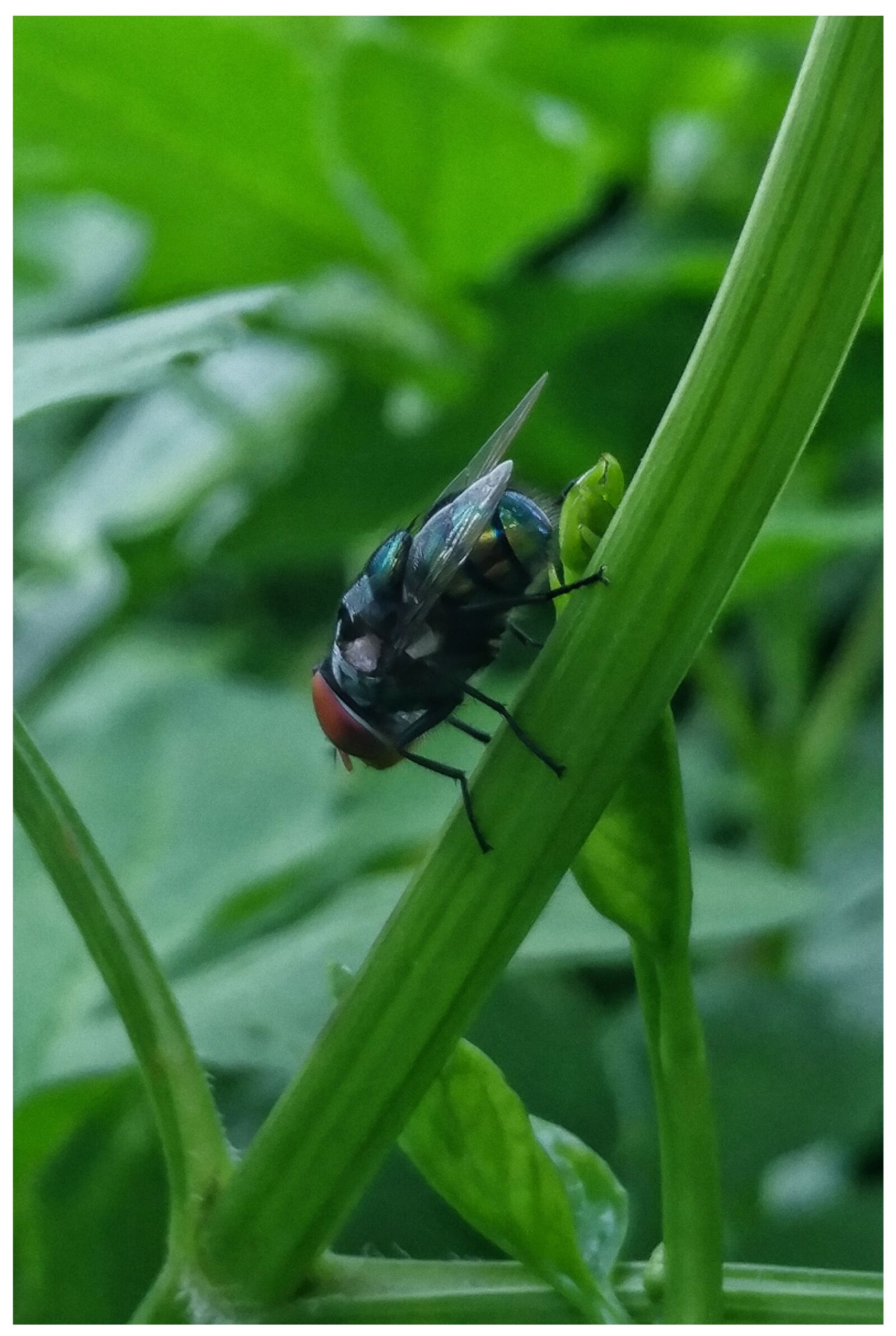 LG V20 sample photo. Insect, pest, bug photography