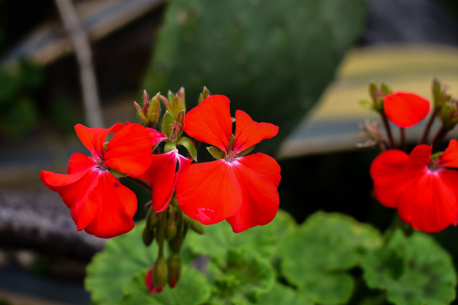Nikon D3400 sample photo. Flower, plant, nature photography
