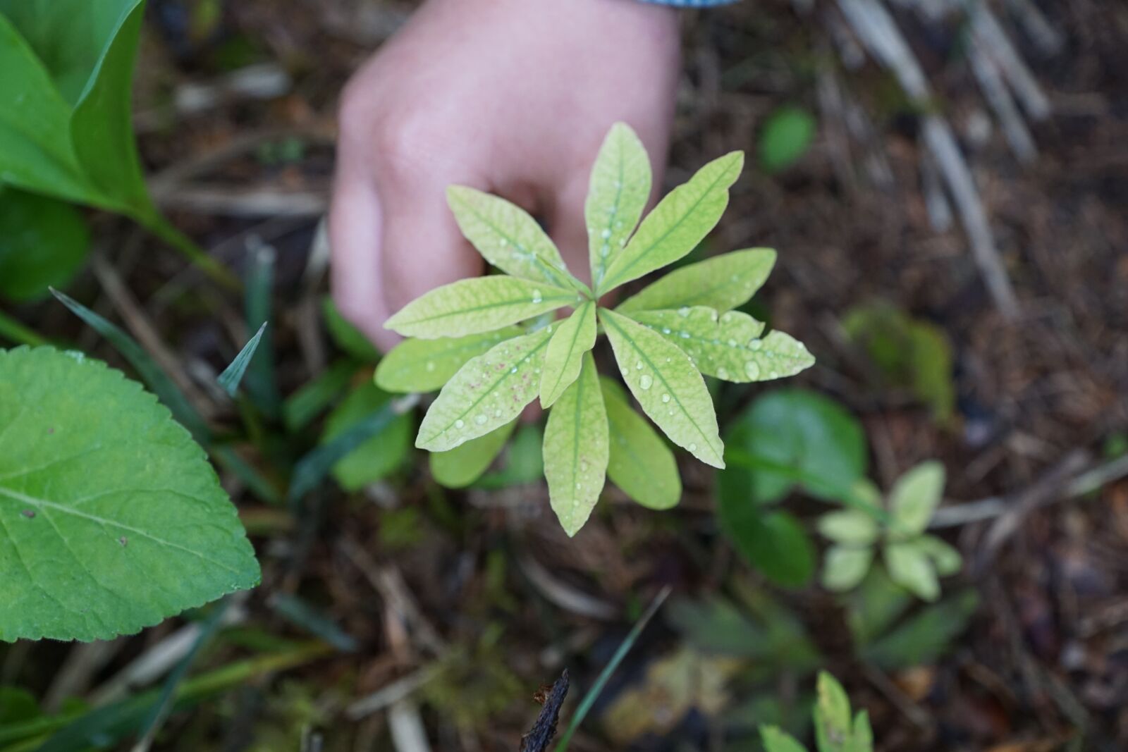 Sony ILCA-77M2 + Sony DT 16-50mm F2.8 SSM sample photo. Nature, environment, protection photography