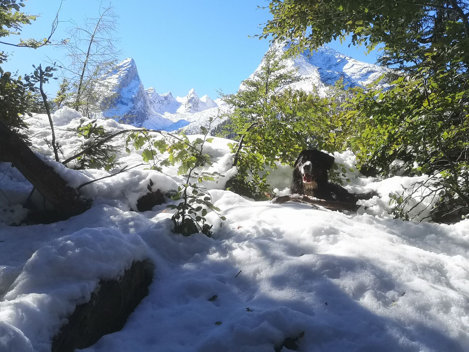 HUAWEI EML-L29 sample photo. Watzmann, bernese mountain dog photography