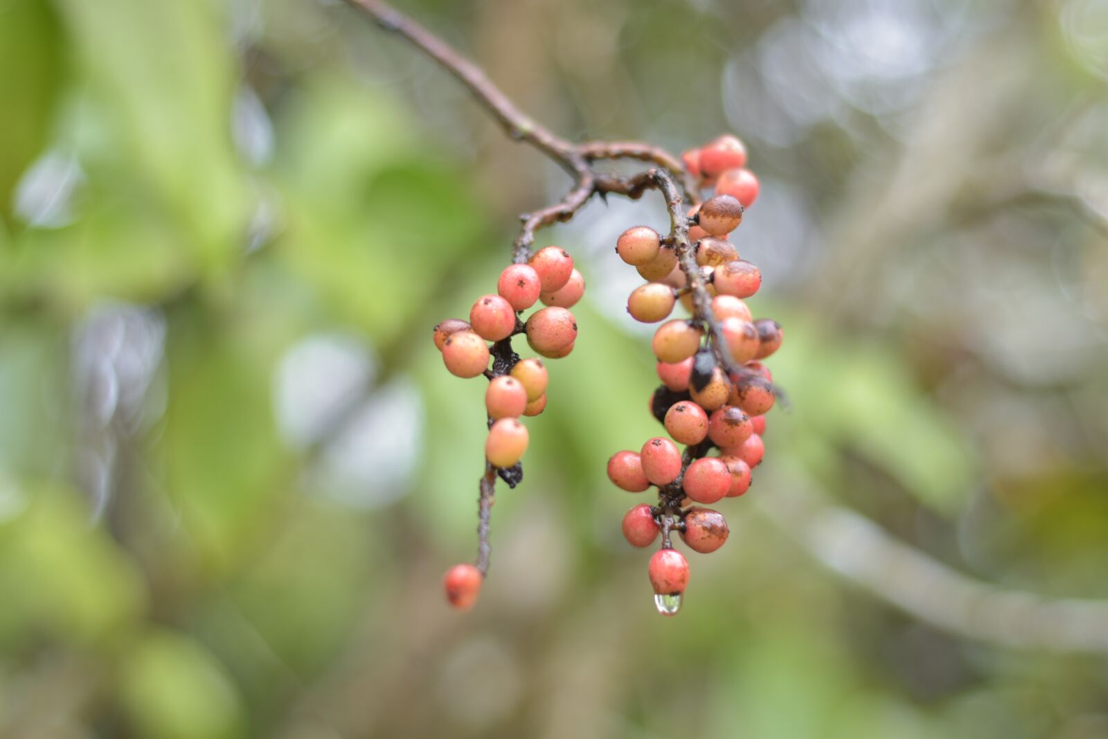 Nikon D7200 sample photo. Flowers, nature, colors photography