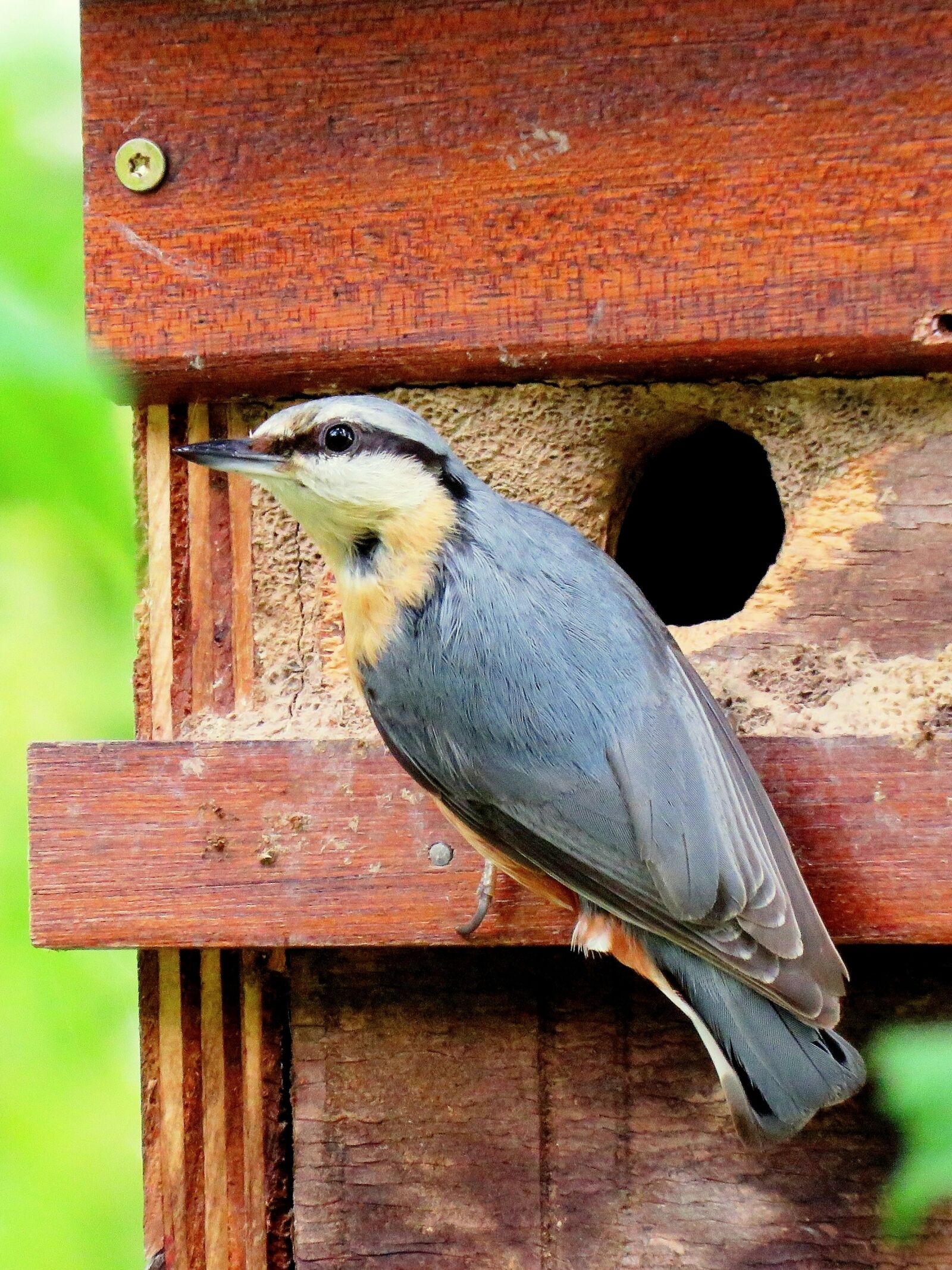 Canon PowerShot SX60 HS sample photo. Kleiber, feeding, nesting box photography