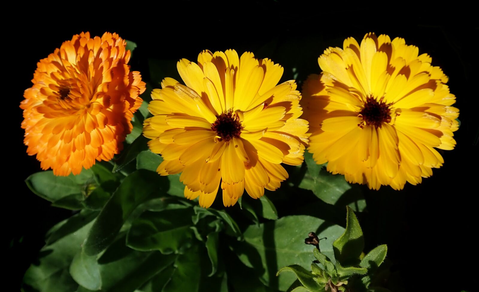 Olympus TG-5 sample photo. Marigolds, flowers, spring photography