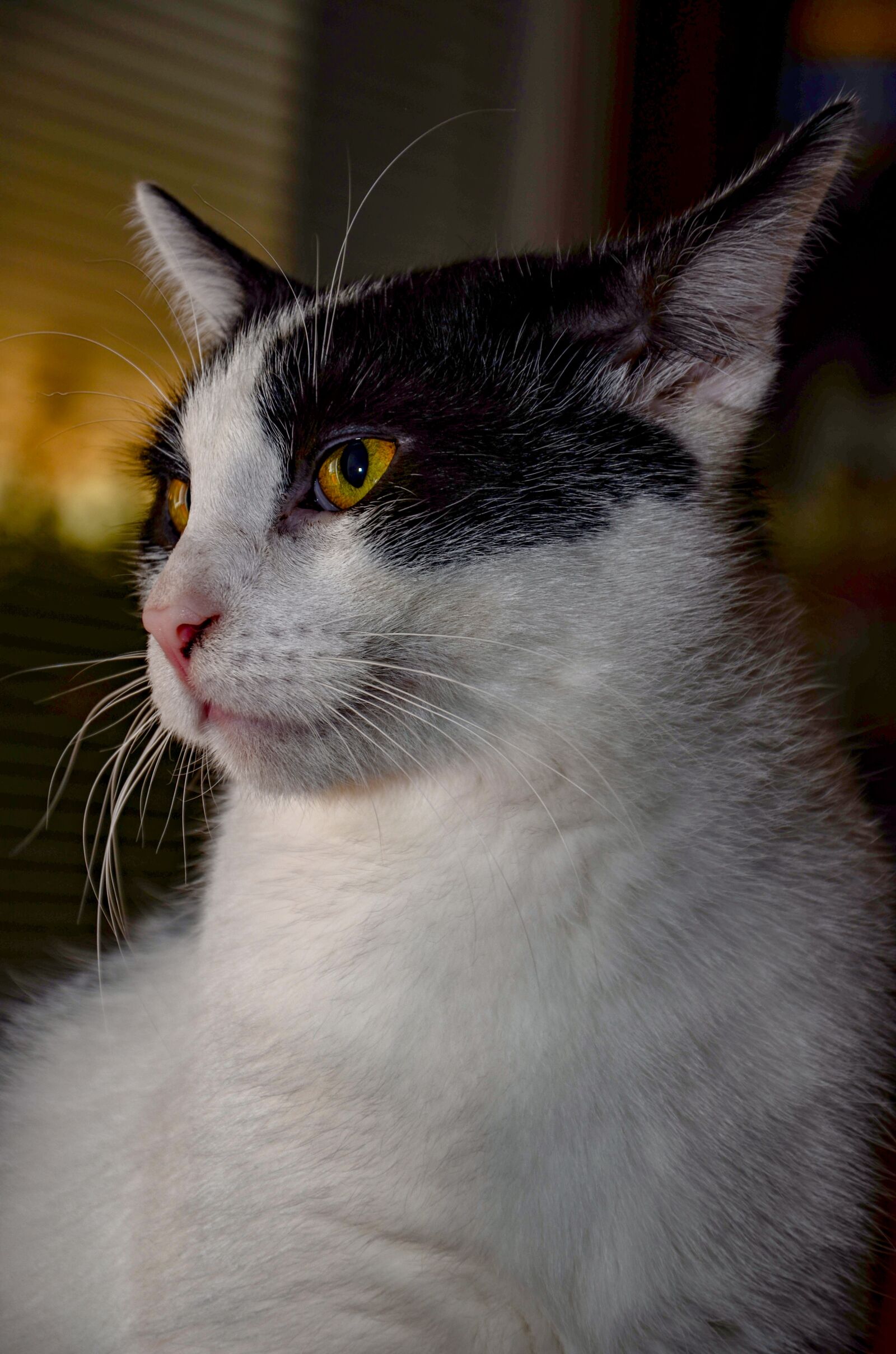 Nikon D7000 sample photo. Cat, favorite, animal photography