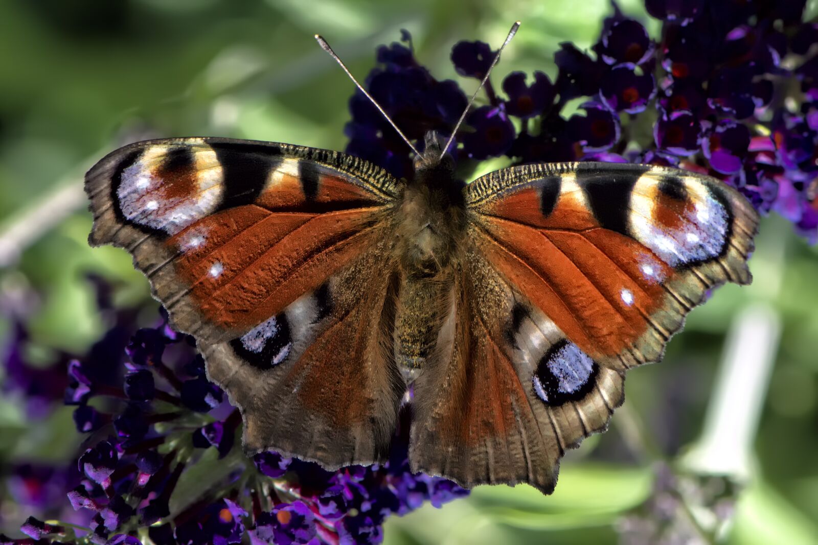 Nikon 1 V3 sample photo. Insect, butterfly, macro photography