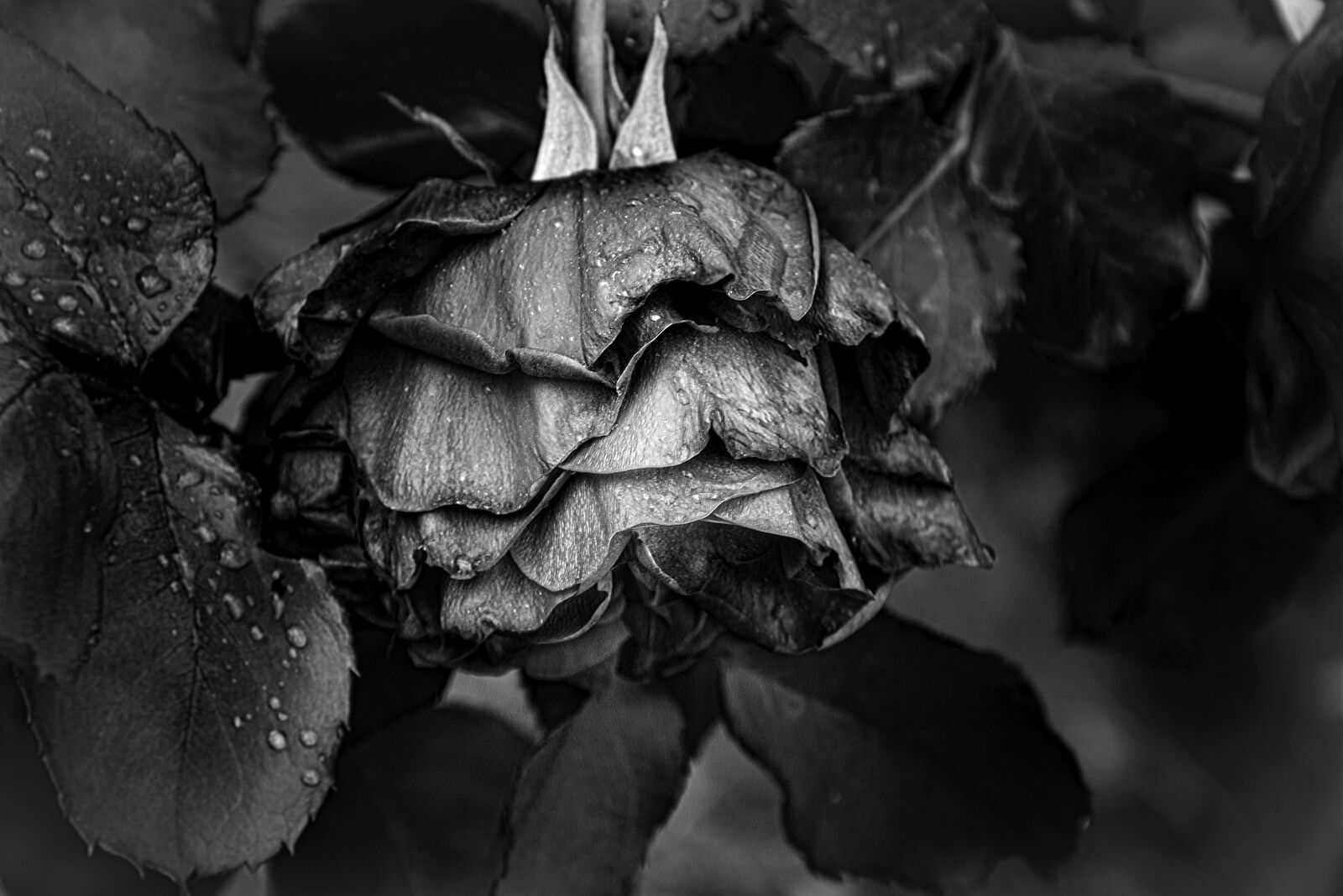 Nikon D5600 sample photo. Rose, faded, decoupage photography