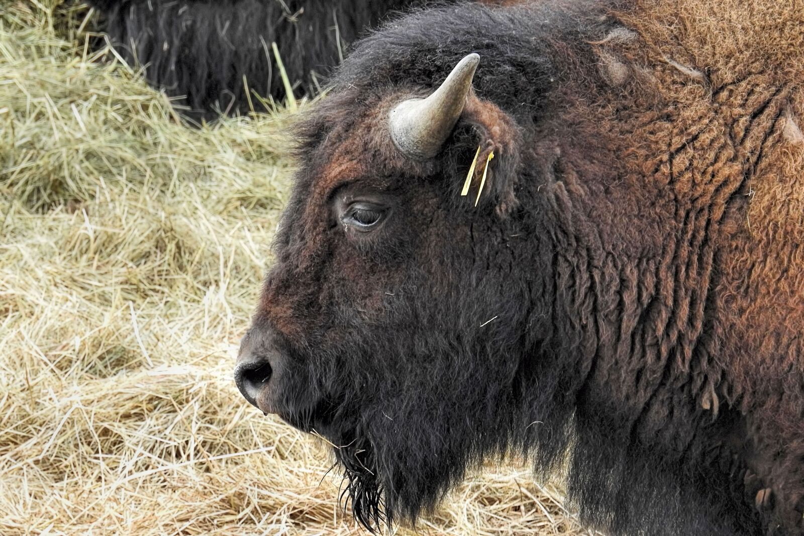 Nikon Coolpix P900 sample photo. Bison, animal, mammal photography