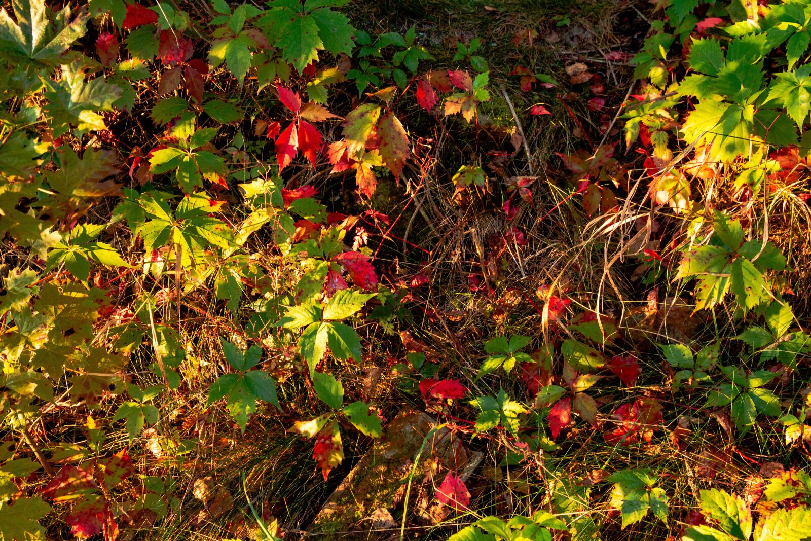 Canon EOS 700D (EOS Rebel T5i / EOS Kiss X7i) sample photo. Autumn, foliage, colorful photography