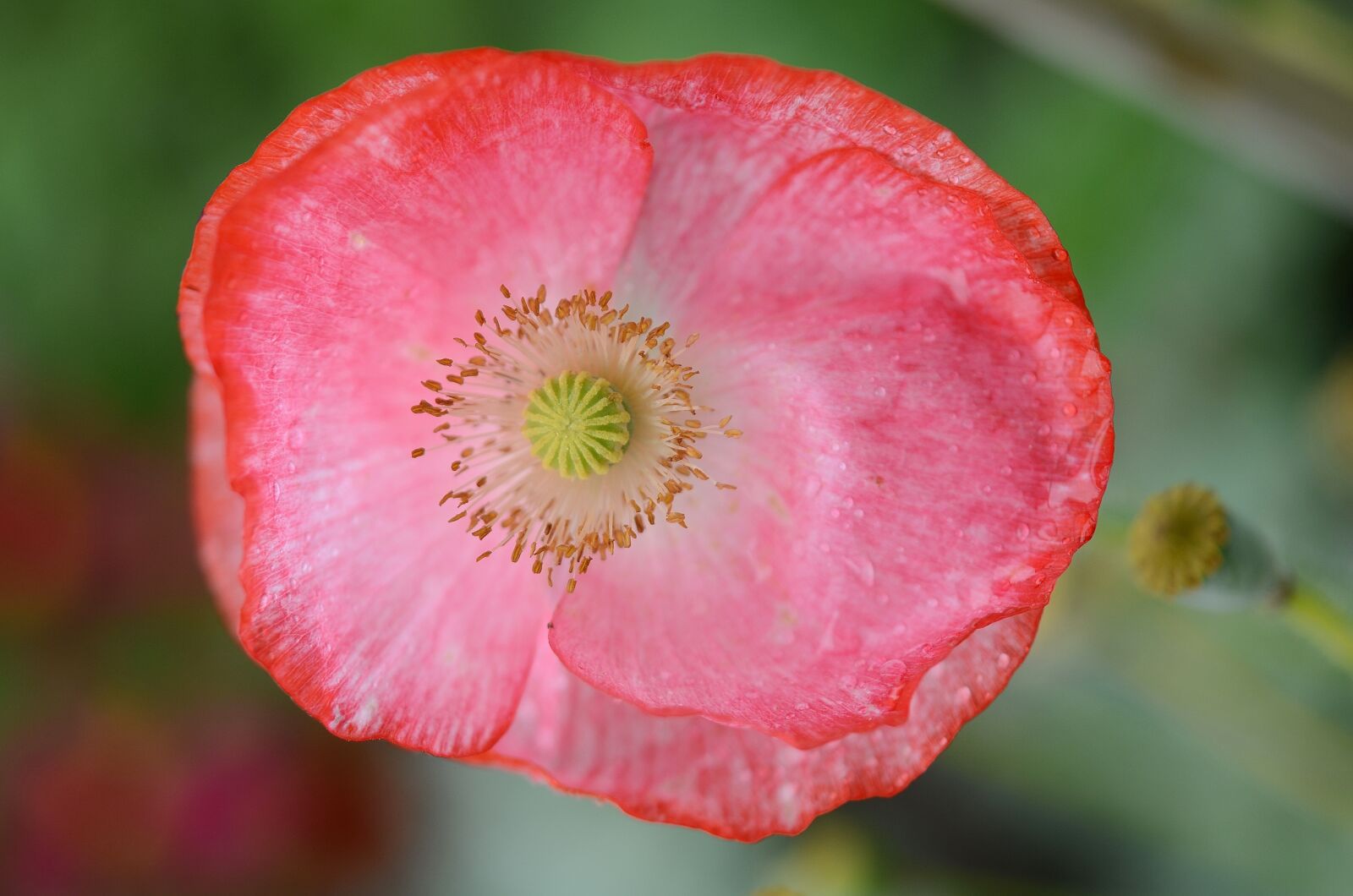 Nikon D7000 sample photo. Poppy, flower, natur photography