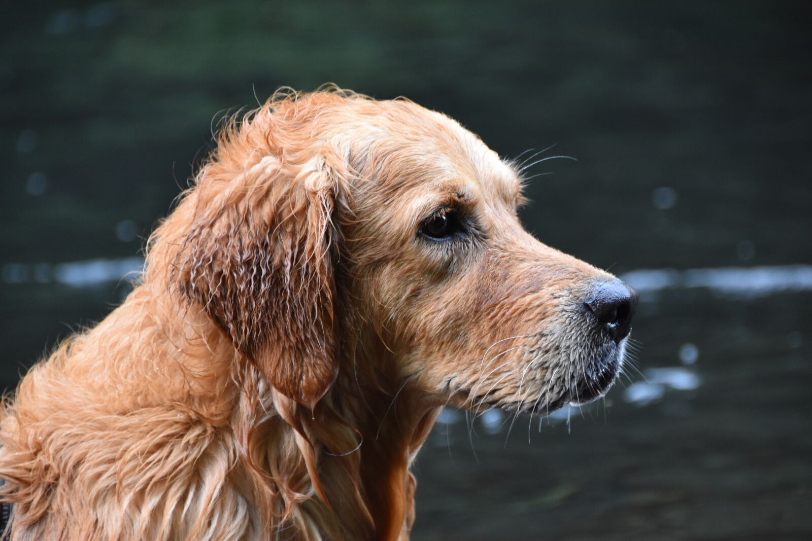 Nikon D5600 sample photo. Dog, golden retriever, purebreed photography