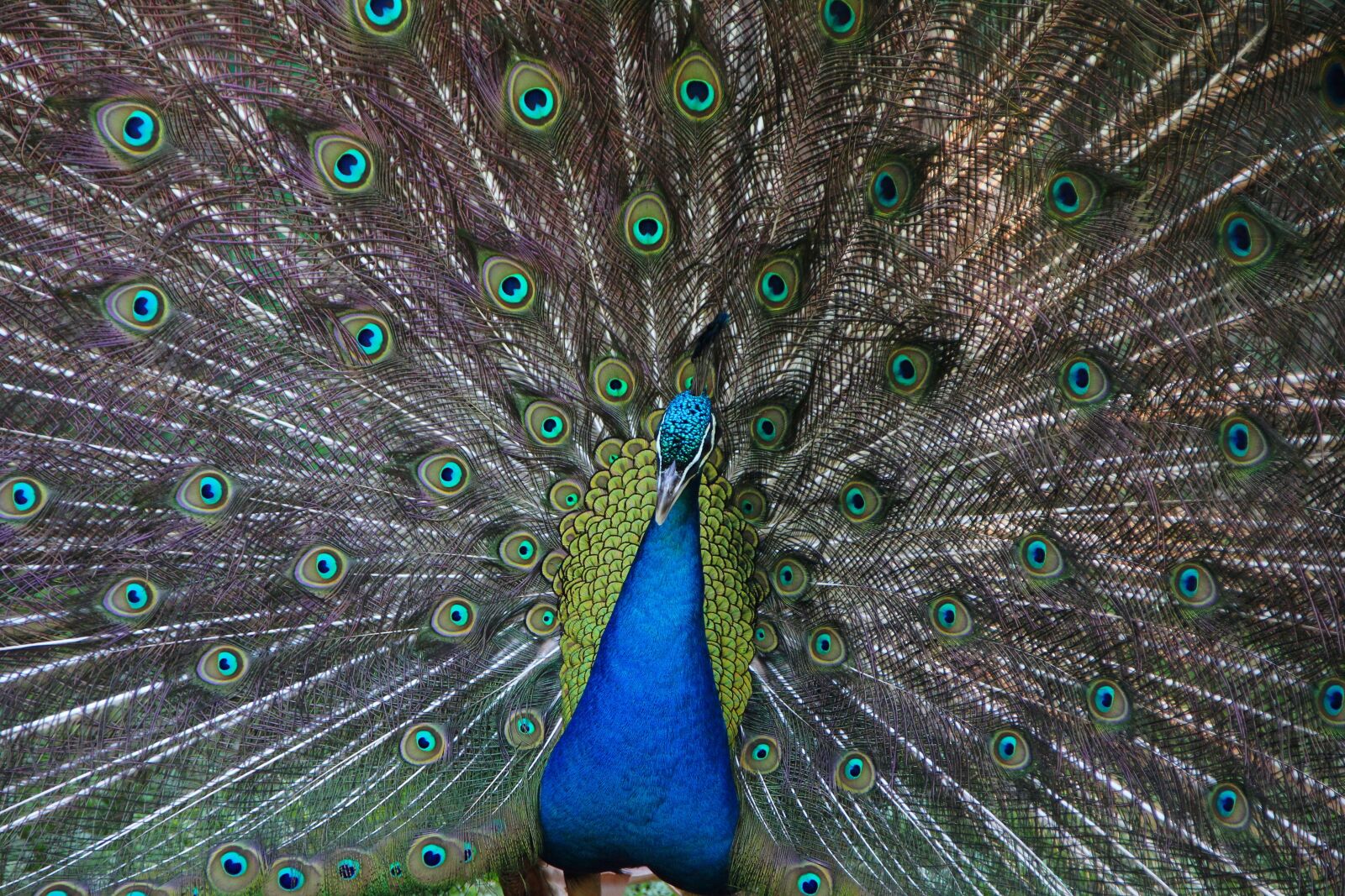 Canon EOS 60D sample photo. Peacock, zoo, bird photography