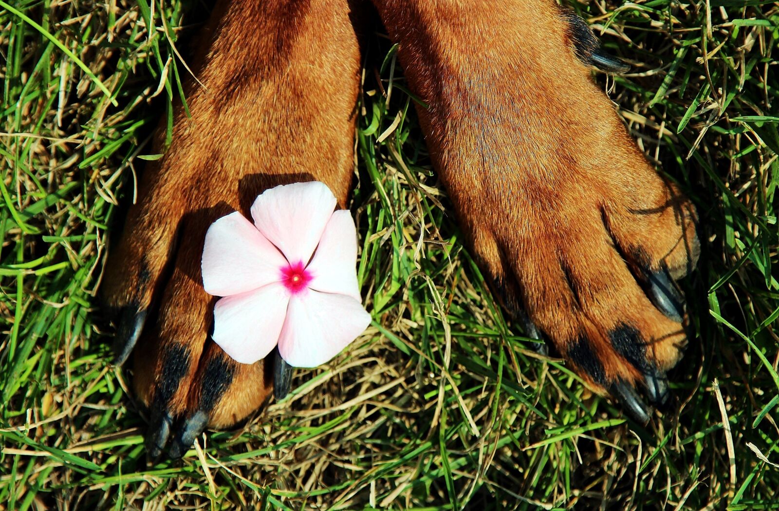 Canon EOS 600D (Rebel EOS T3i / EOS Kiss X5) sample photo. Paws, pads, flower photography